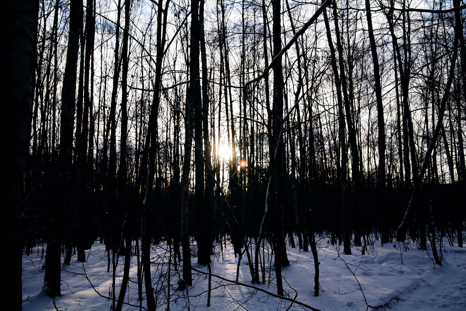 Canon EOS 5D sample photo. Forest, silhouette, snow, sun photography