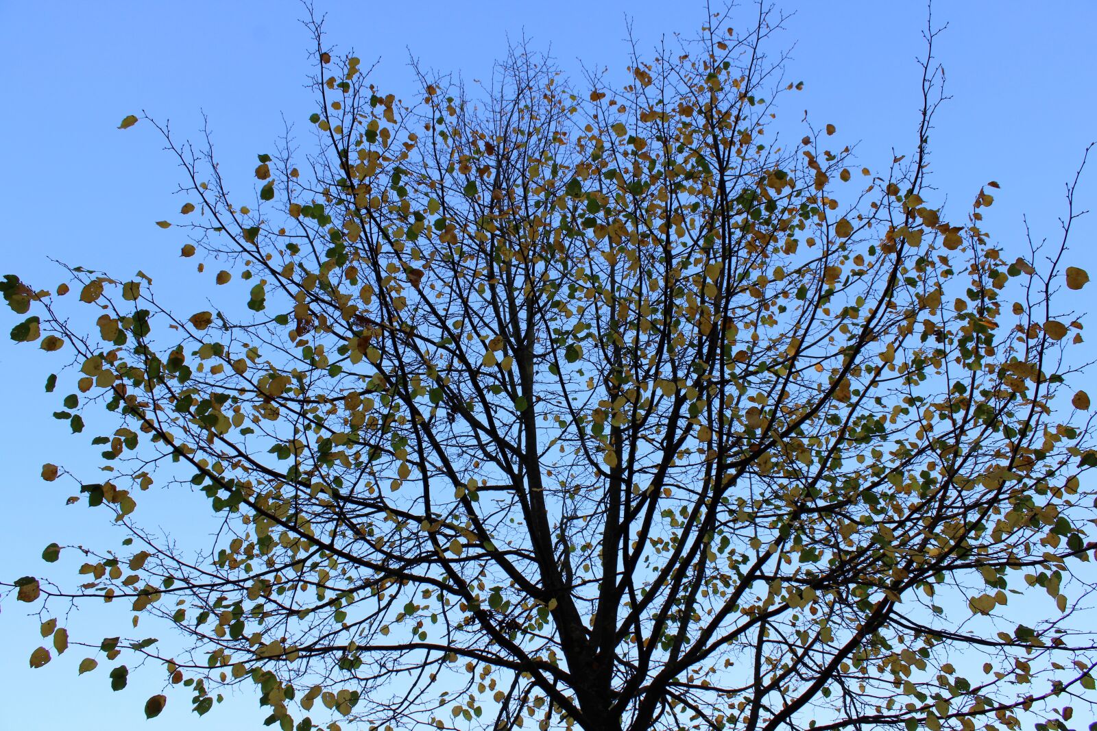 Canon EOS 2000D (EOS Rebel T7 / EOS Kiss X90 / EOS 1500D) sample photo. Autumn, nature, autumn leaves photography