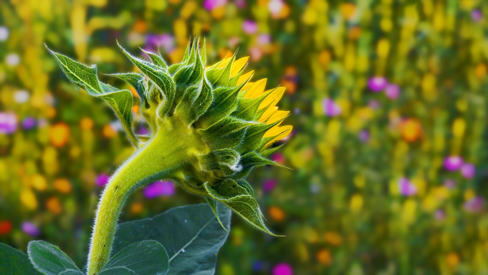 Sony a6300 + Sigma 30mm F2.8 EX DN sample photo. Sunflower, summer meadow, flower photography