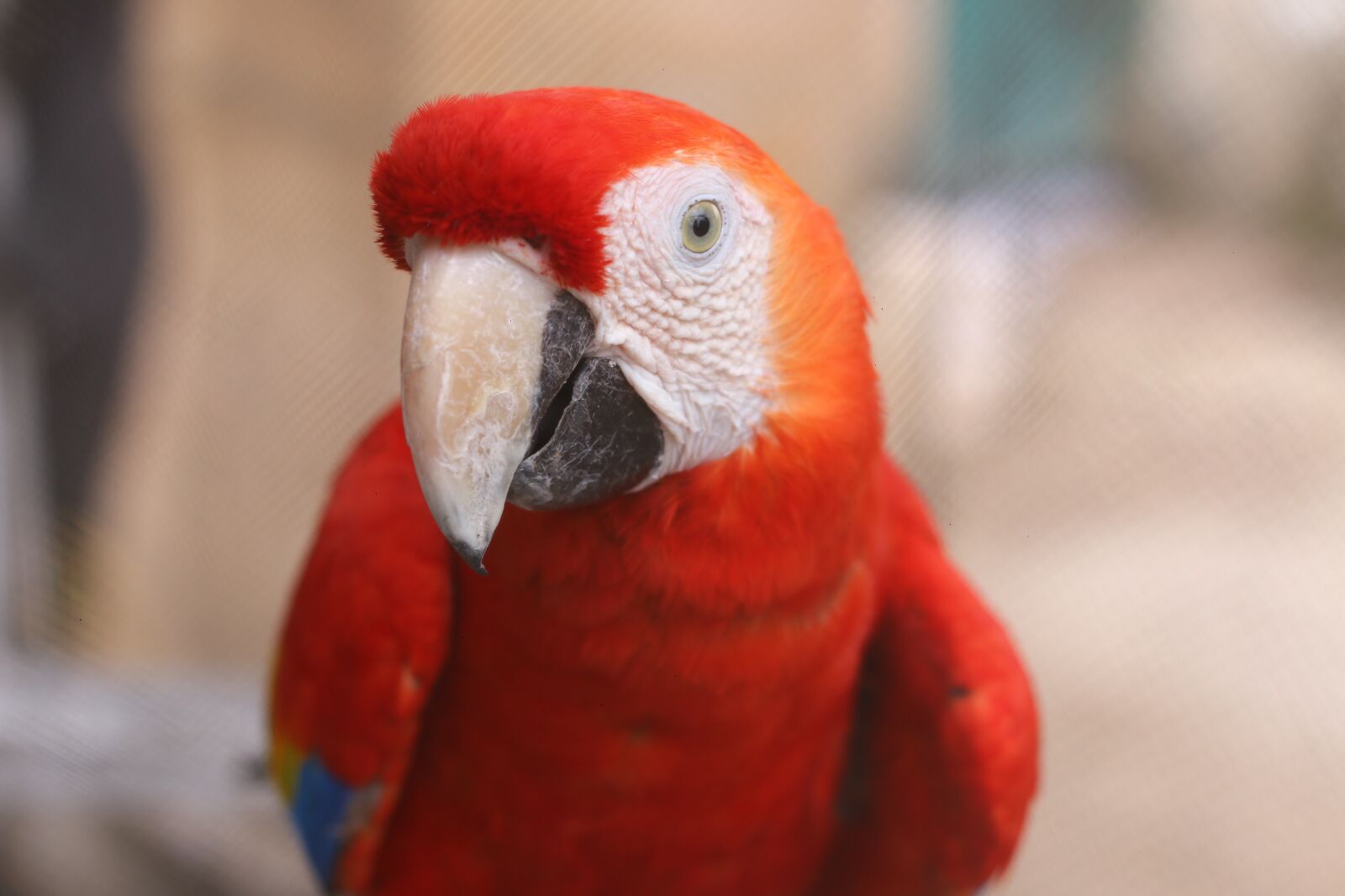 Canon EOS 70D + Canon EF 50mm F1.8 II sample photo. Parrot, animals, loro photography