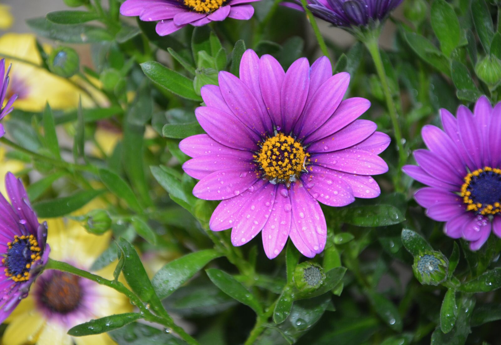 Nikon D5200 sample photo. Flower, nature, plant photography