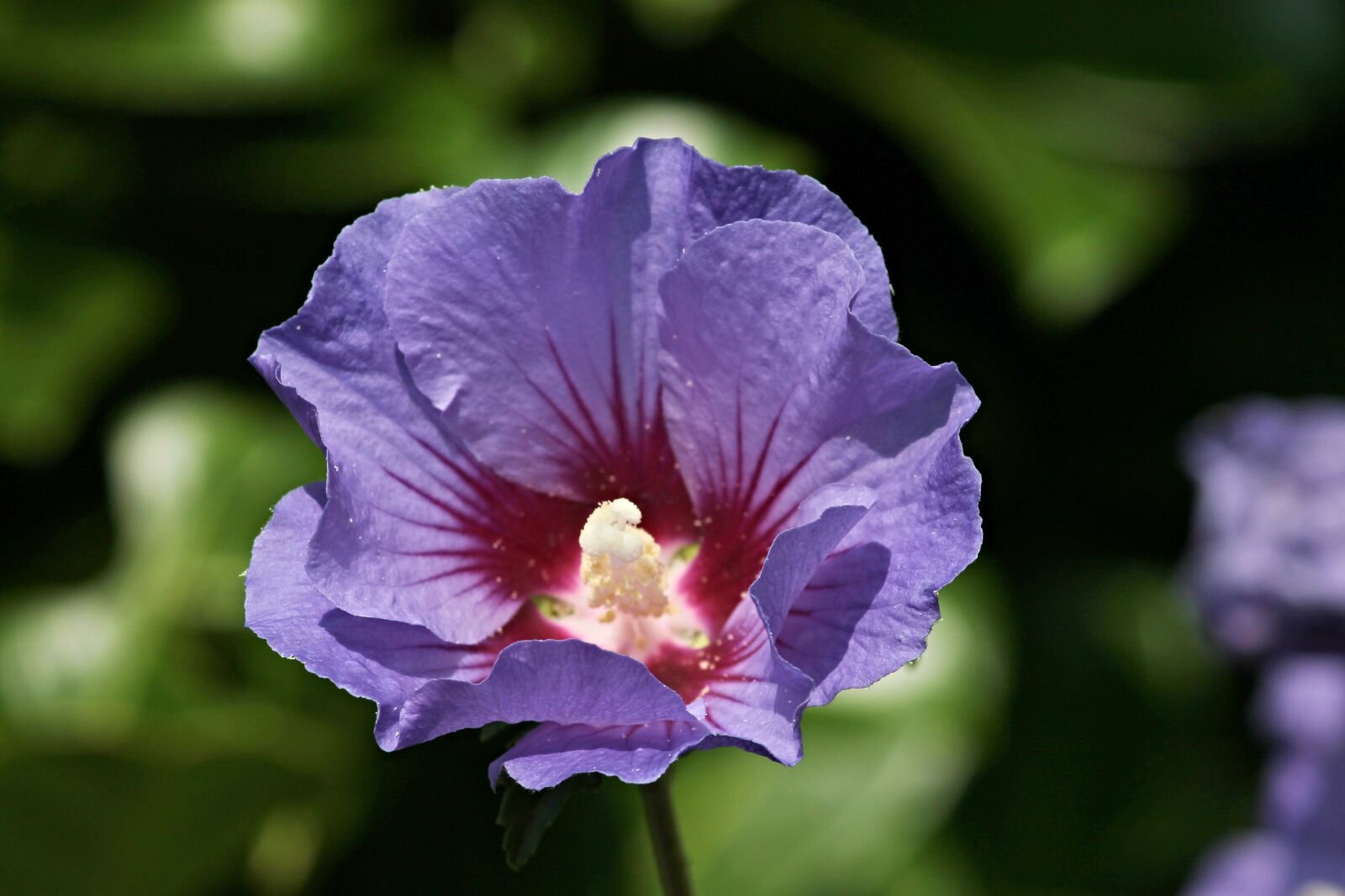 Canon EOS 1100D (EOS Rebel T3 / EOS Kiss X50) sample photo. Garden marshmallow, marina, hibiscus photography