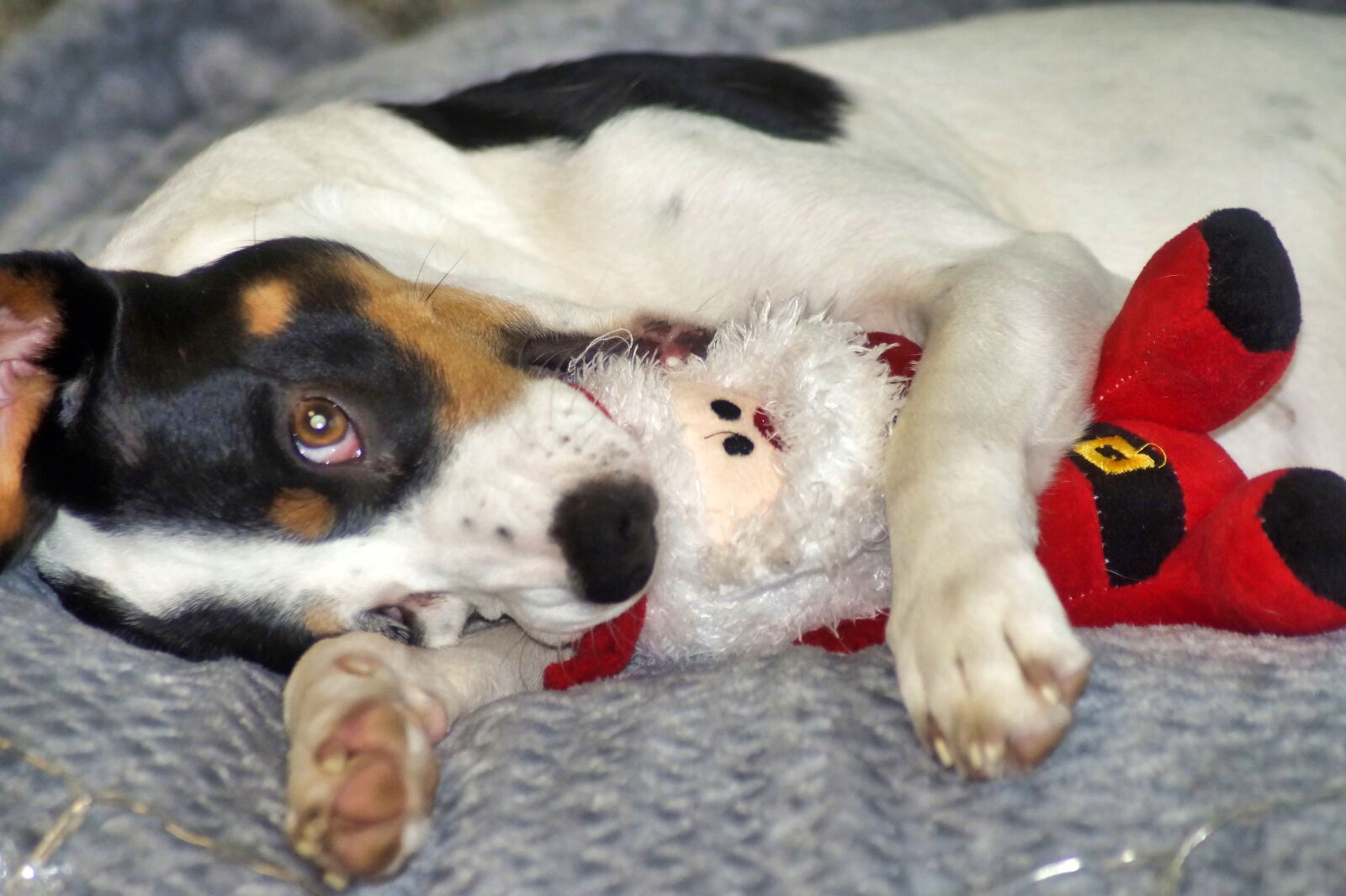 Sony SLT-A58 sample photo. Christmas, dog, nicholas photography