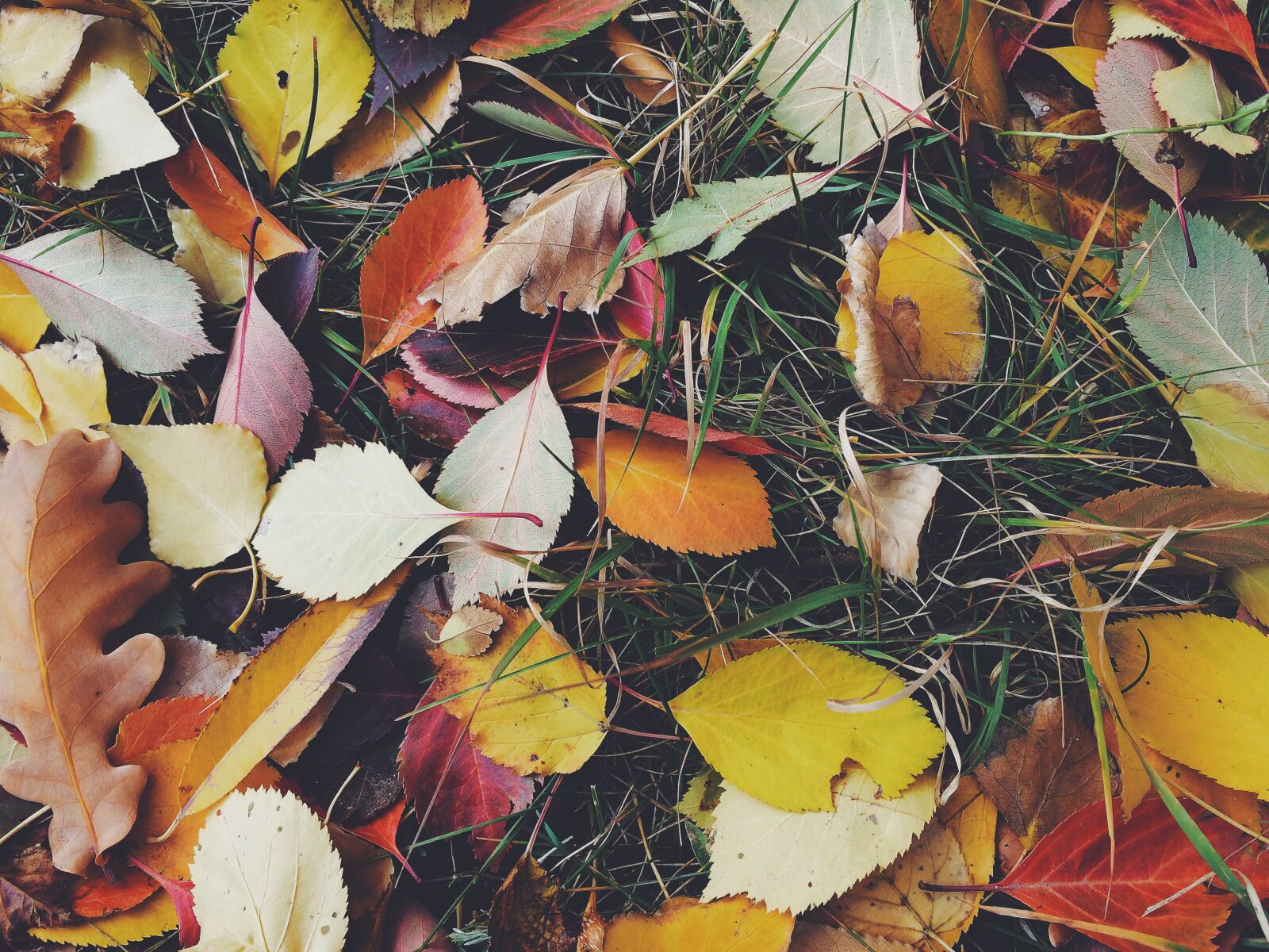 Apple iPhone 5s sample photo. Autumn, autumn, colours, autumn photography