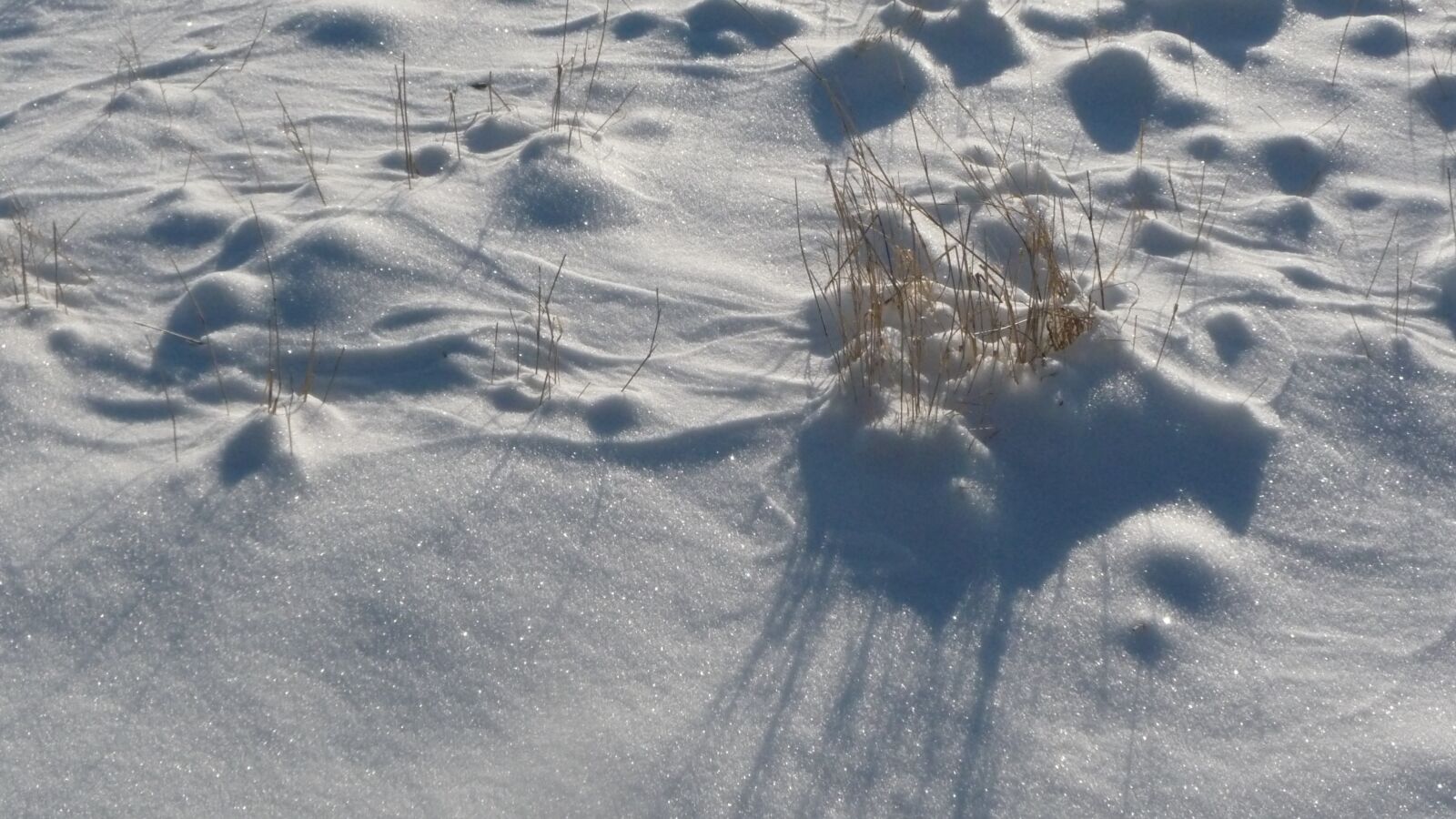 Panasonic Lumix DMC-TZ5 sample photo. Snow, grass, winter photography