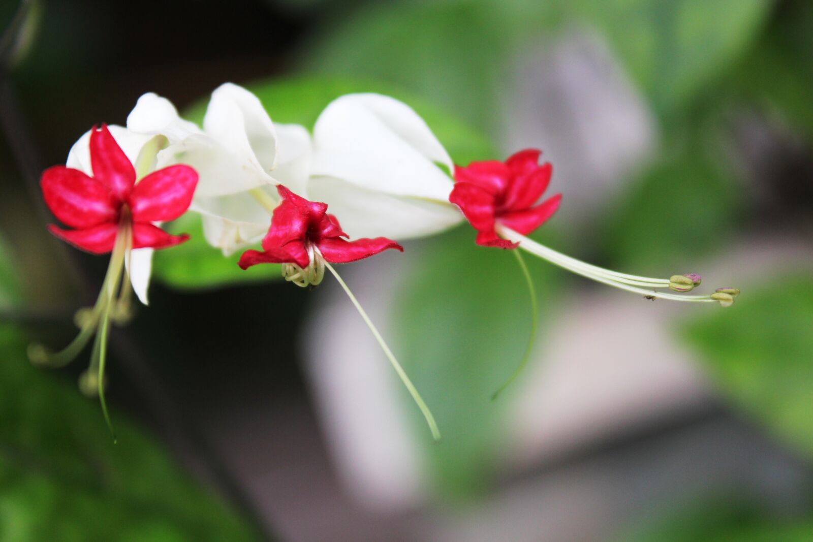 Canon EOS 650D (EOS Rebel T4i / EOS Kiss X6i) sample photo