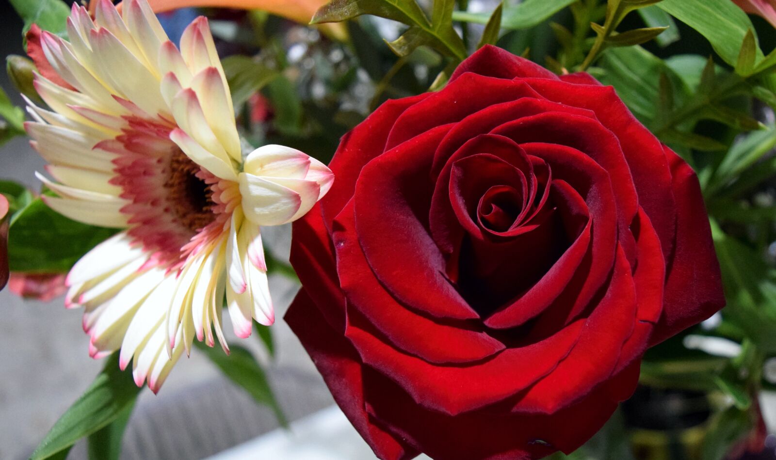 Nikon D3300 sample photo. Rosa, flower, nature photography