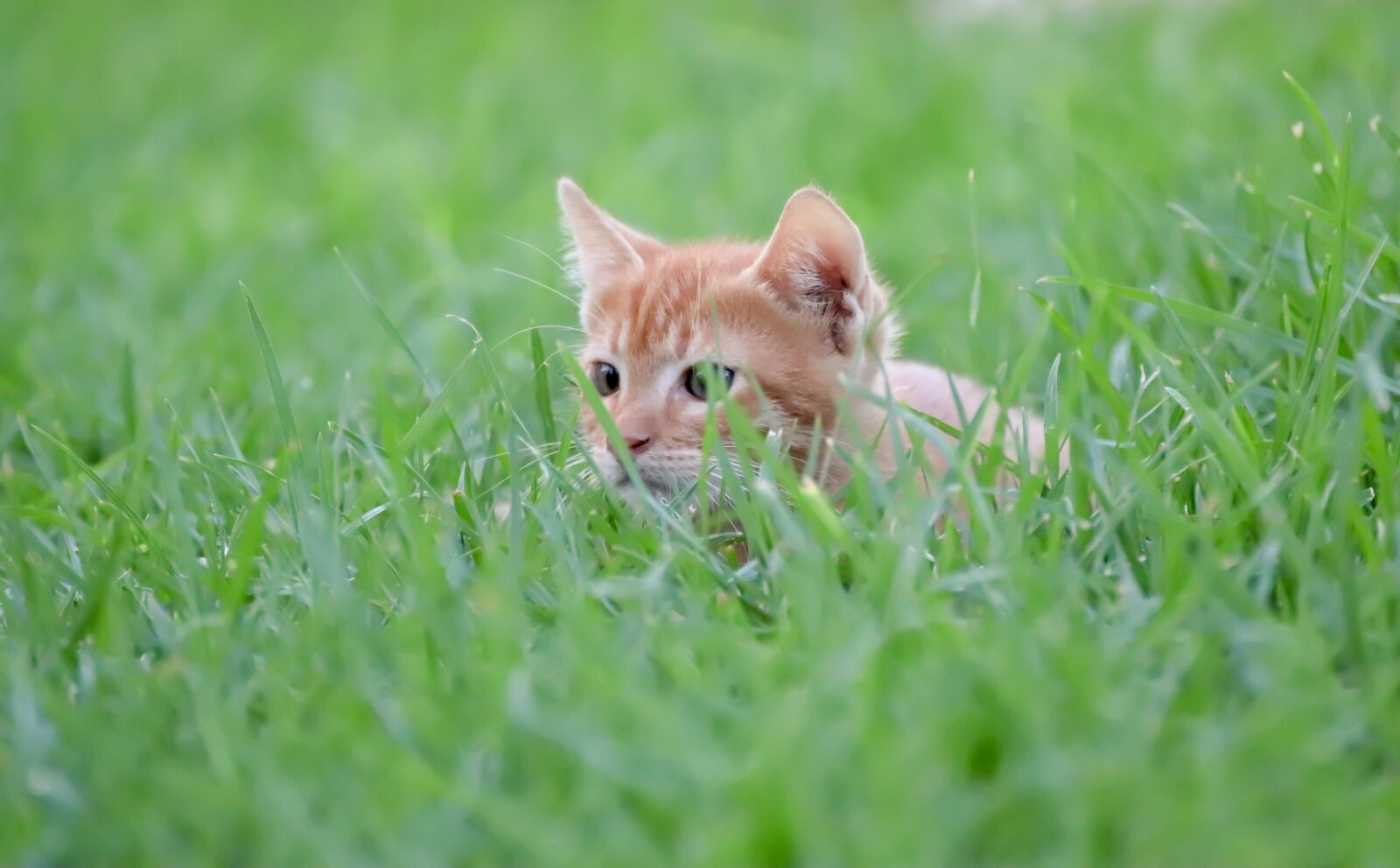 Canon EOS 200D (EOS Rebel SL2 / EOS Kiss X9) sample photo. Cat, small, red photography