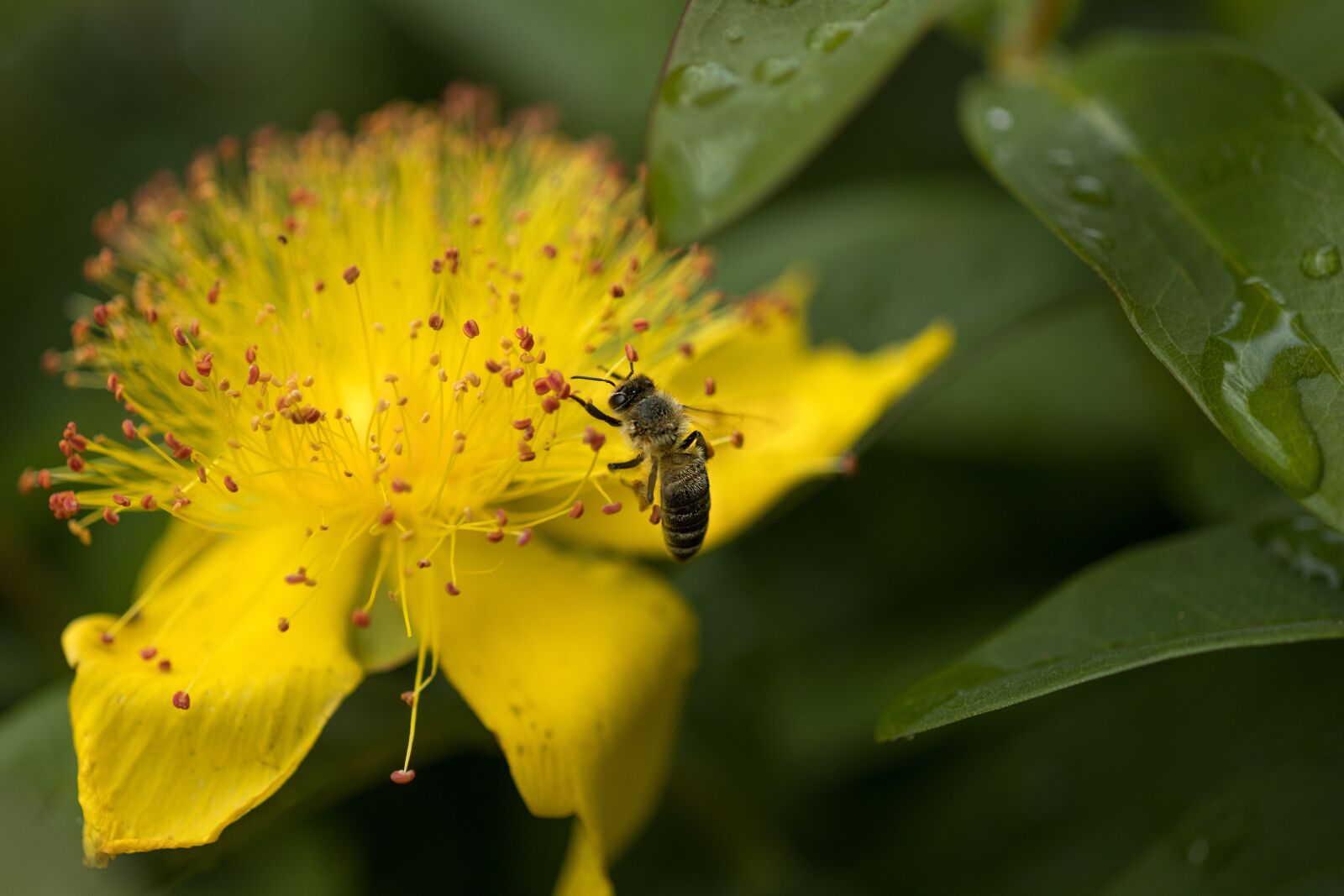 Canon EOS R sample photo. Honey bee, flower, blossom photography