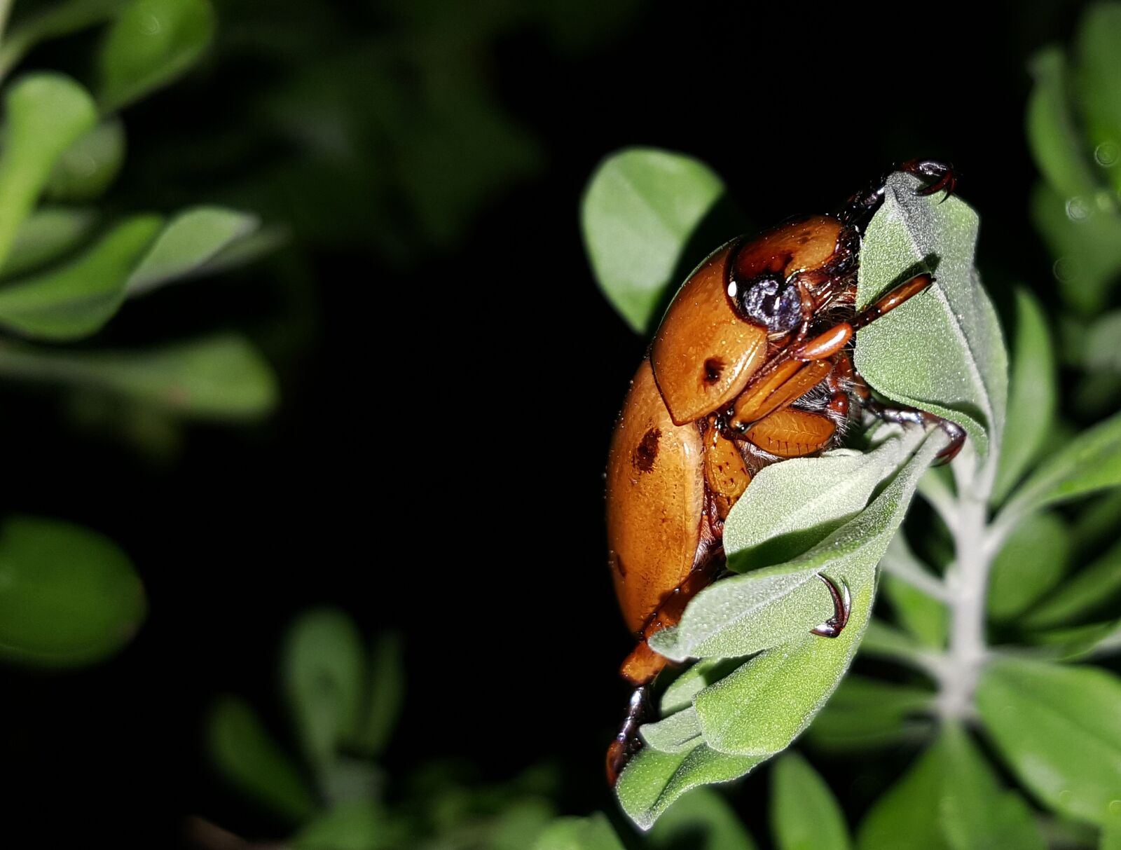 Samsung Galaxy Note5 sample photo. Beetle, grapevine beetle, spotted photography