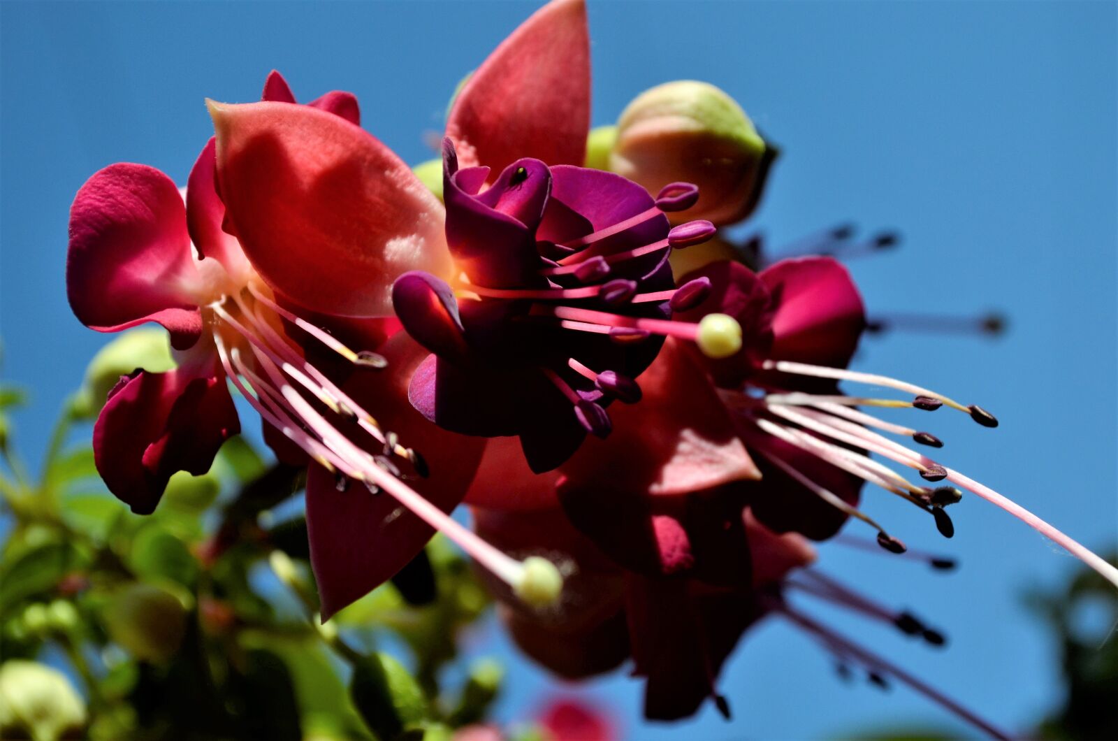 Nikon D5100 sample photo. Flower, bloom, garden photography