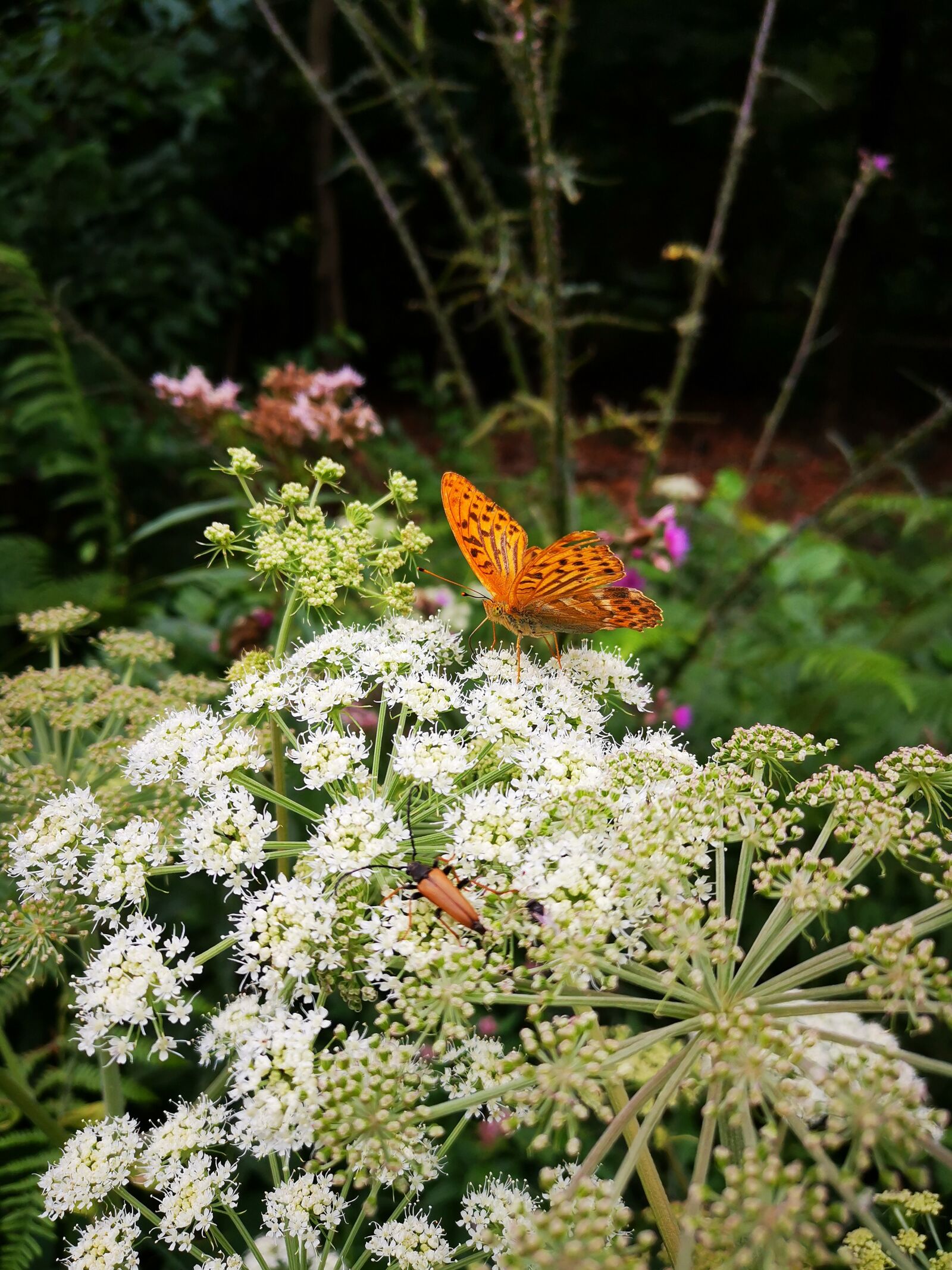 HUAWEI HMA-L29 sample photo. Butterfly, nature, bush photography