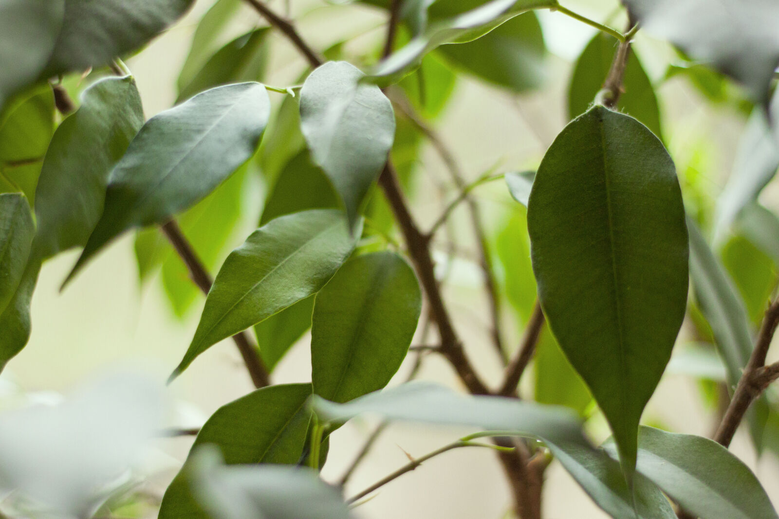 Canon EOS 500D (EOS Rebel T1i / EOS Kiss X3) + Canon EF 50mm F1.8 STM sample photo. Green, leaves, plant photography