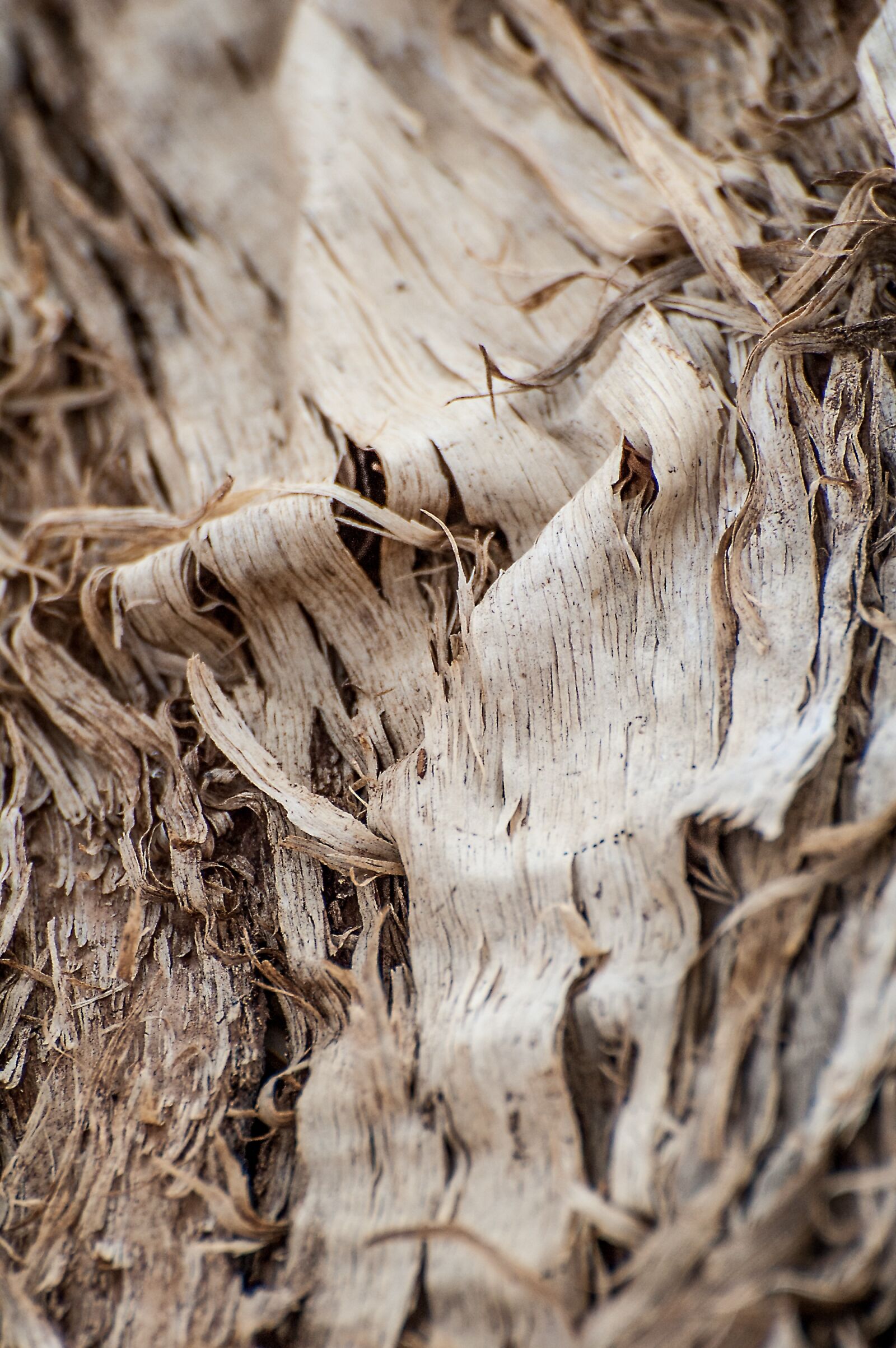 Nikon D70s sample photo. Tree, texture, wood photography