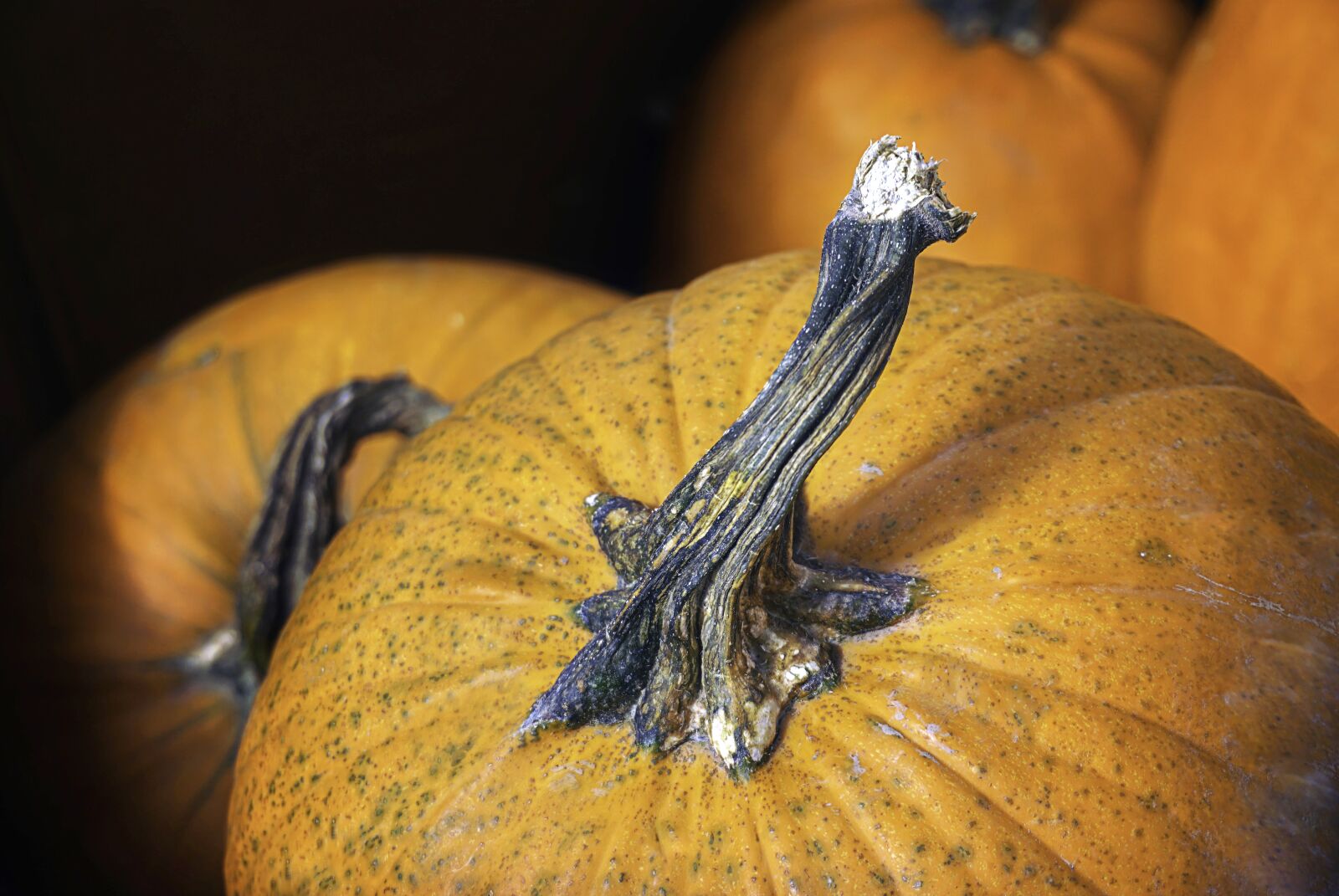 Sony a6300 sample photo. Pumpkin, autumn, vegetables photography