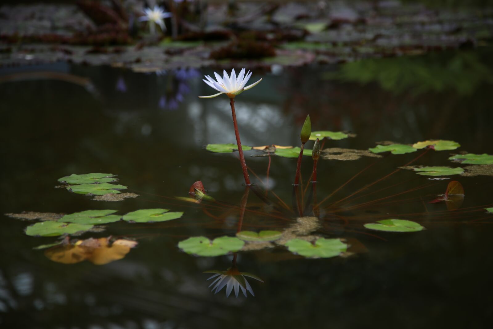 Canon EOS 6D + Canon EF 24-105mm F4L IS USM sample photo. Lotus, water lilies, pond photography