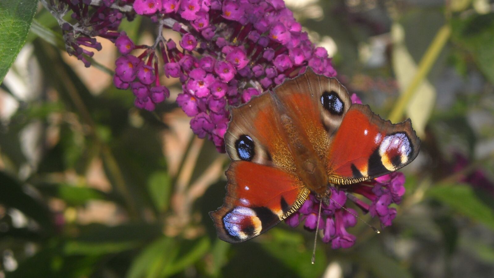 Nikon Coolpix L16 sample photo. Koningsvlinder, butterfly bush, purple photography
