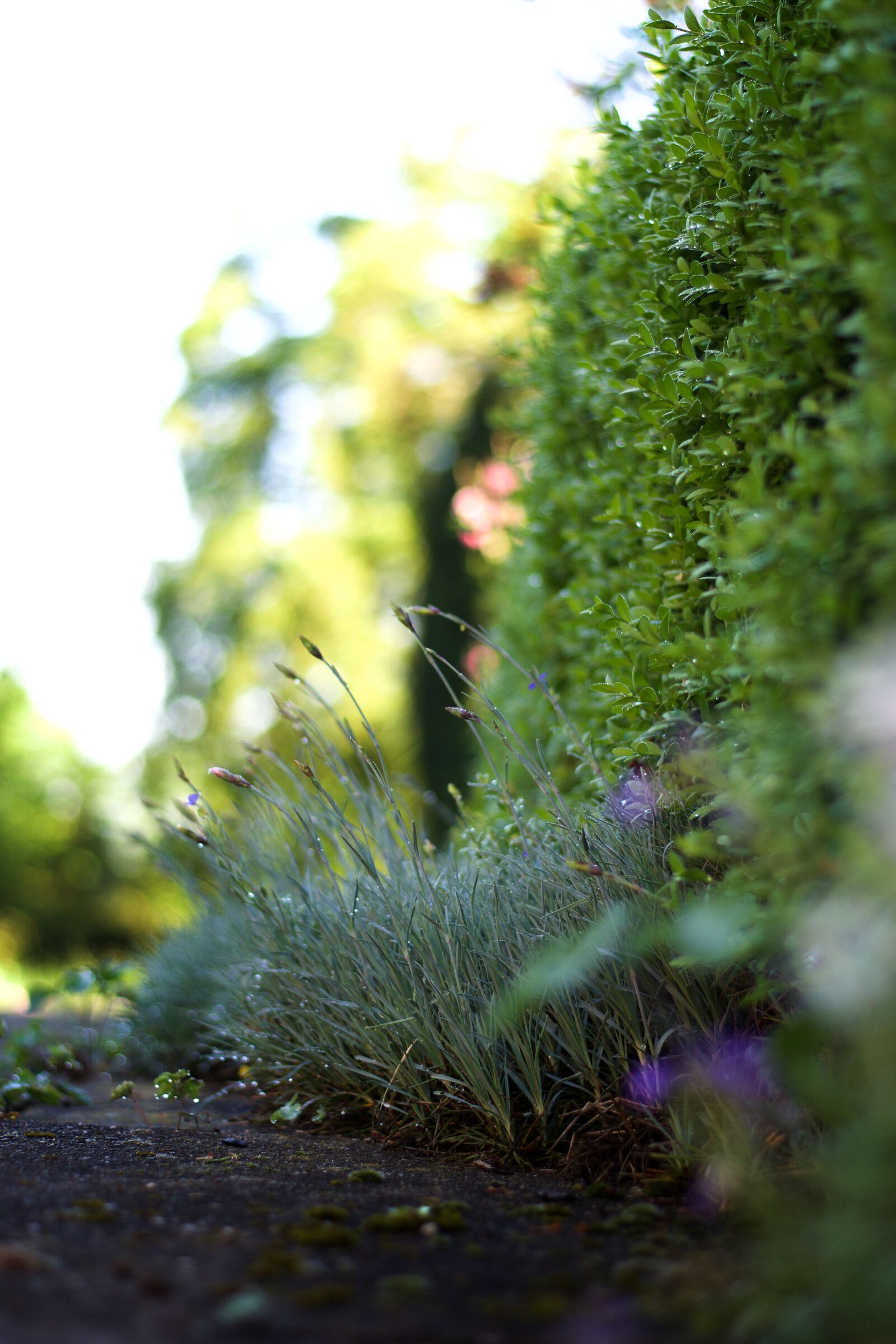Nikon D3300 sample photo. Blur, dew, flower, garden photography