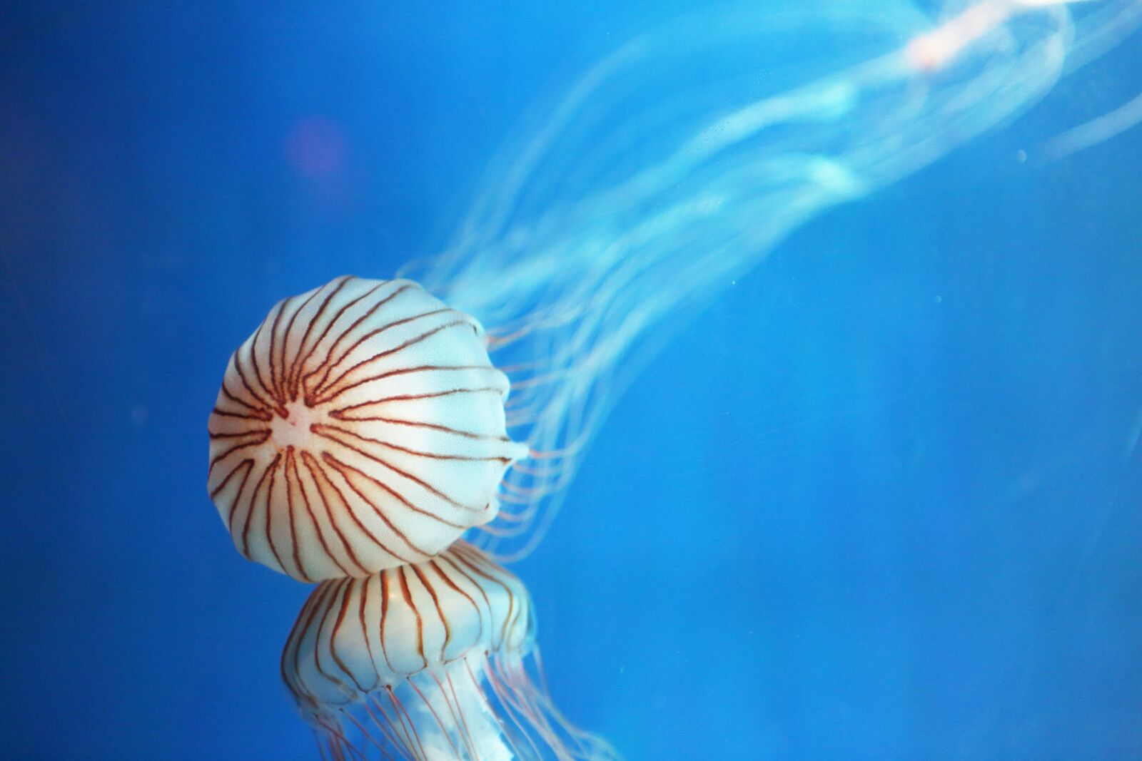 Canon EF 24-70mm F2.8L USM sample photo. Jellyfish, republic of korea photography