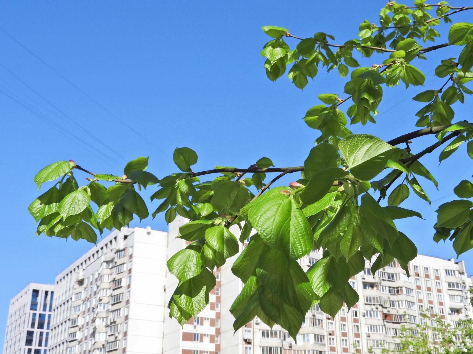 Nikon Coolpix P610 sample photo. Spring, city, moscow photography