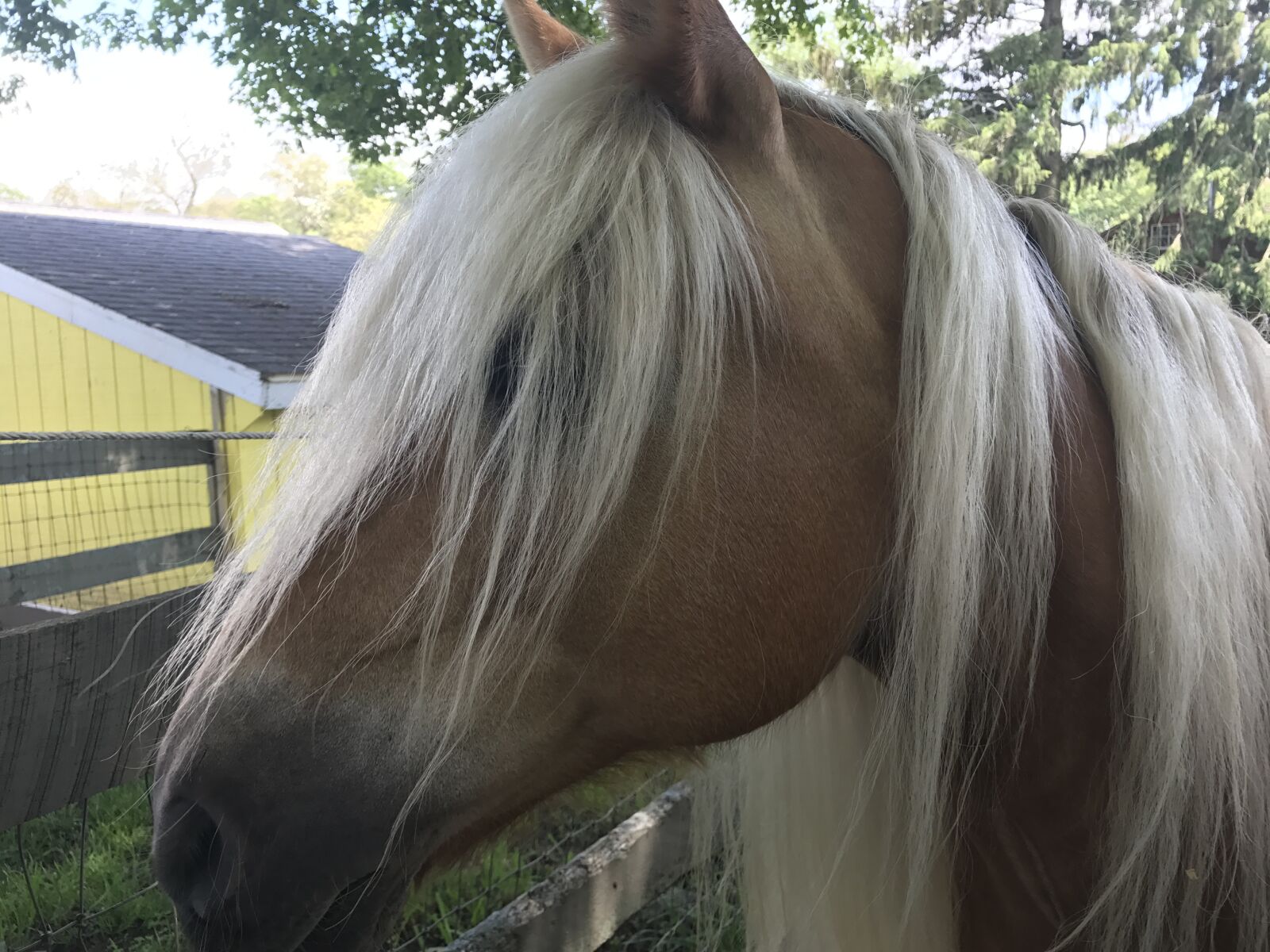 iPhone 7 Plus back dual camera 3.99mm f/1.8 sample photo. Horse, farm, animal photography