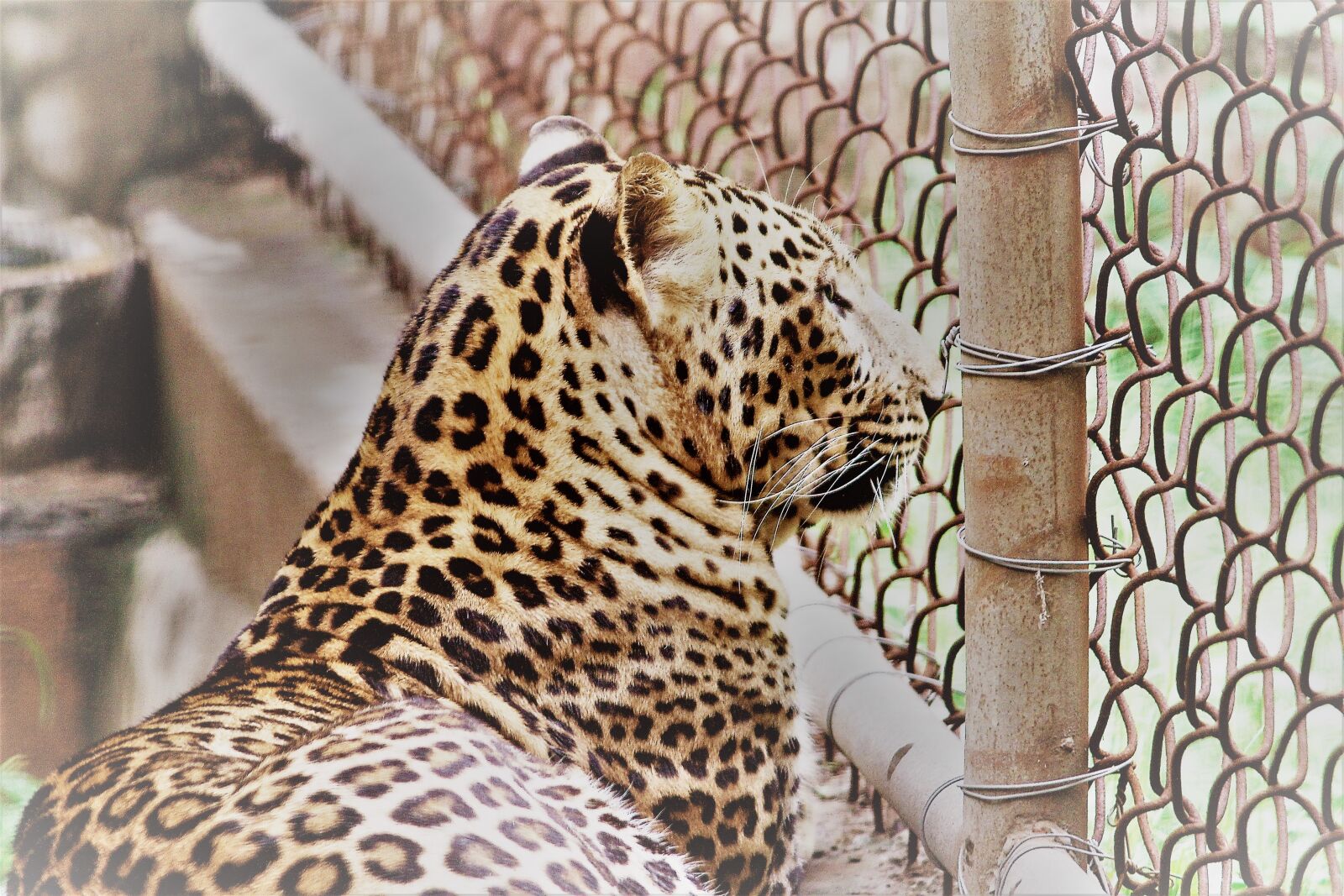 Canon EOS 1200D (EOS Rebel T5 / EOS Kiss X70 / EOS Hi) sample photo. Leopard, panthera paradus, animal photography