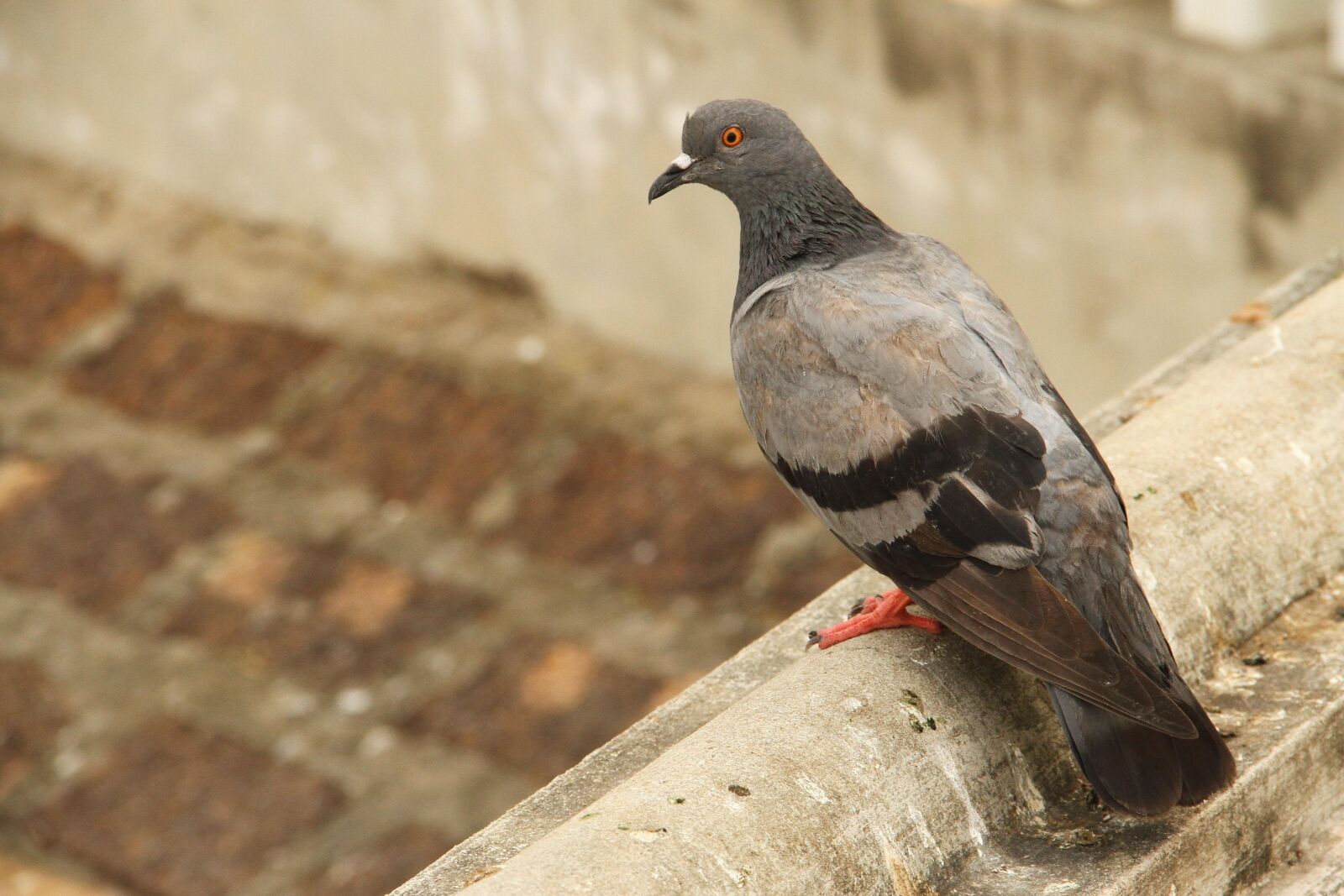 Canon EOS 7D + Canon EF-S 18-135mm F3.5-5.6 IS sample photo. Pigeon, bird, dove photography