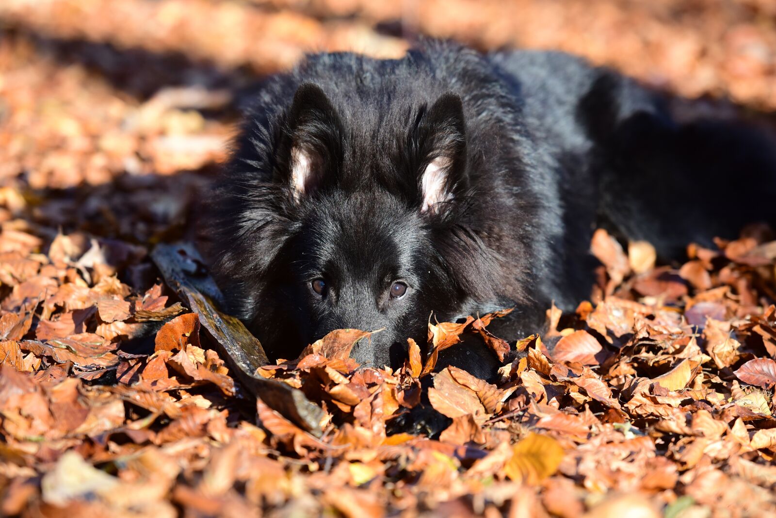 Nikon D750 sample photo. Belgian shepherd dog, groenendael photography