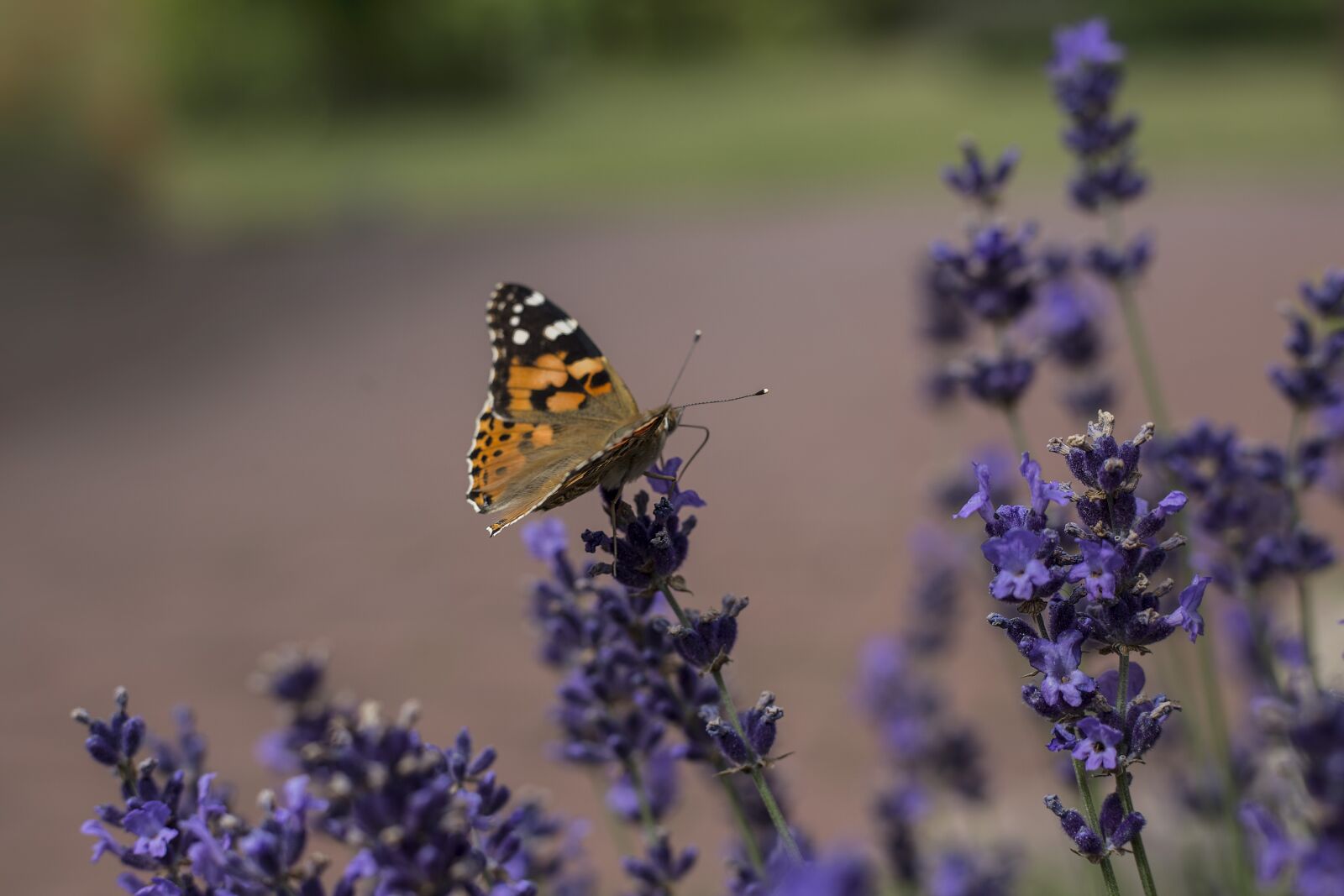 Canon EOS 6D + Canon EF 50mm F1.8 STM sample photo. Lavender, butterfly, nature photography
