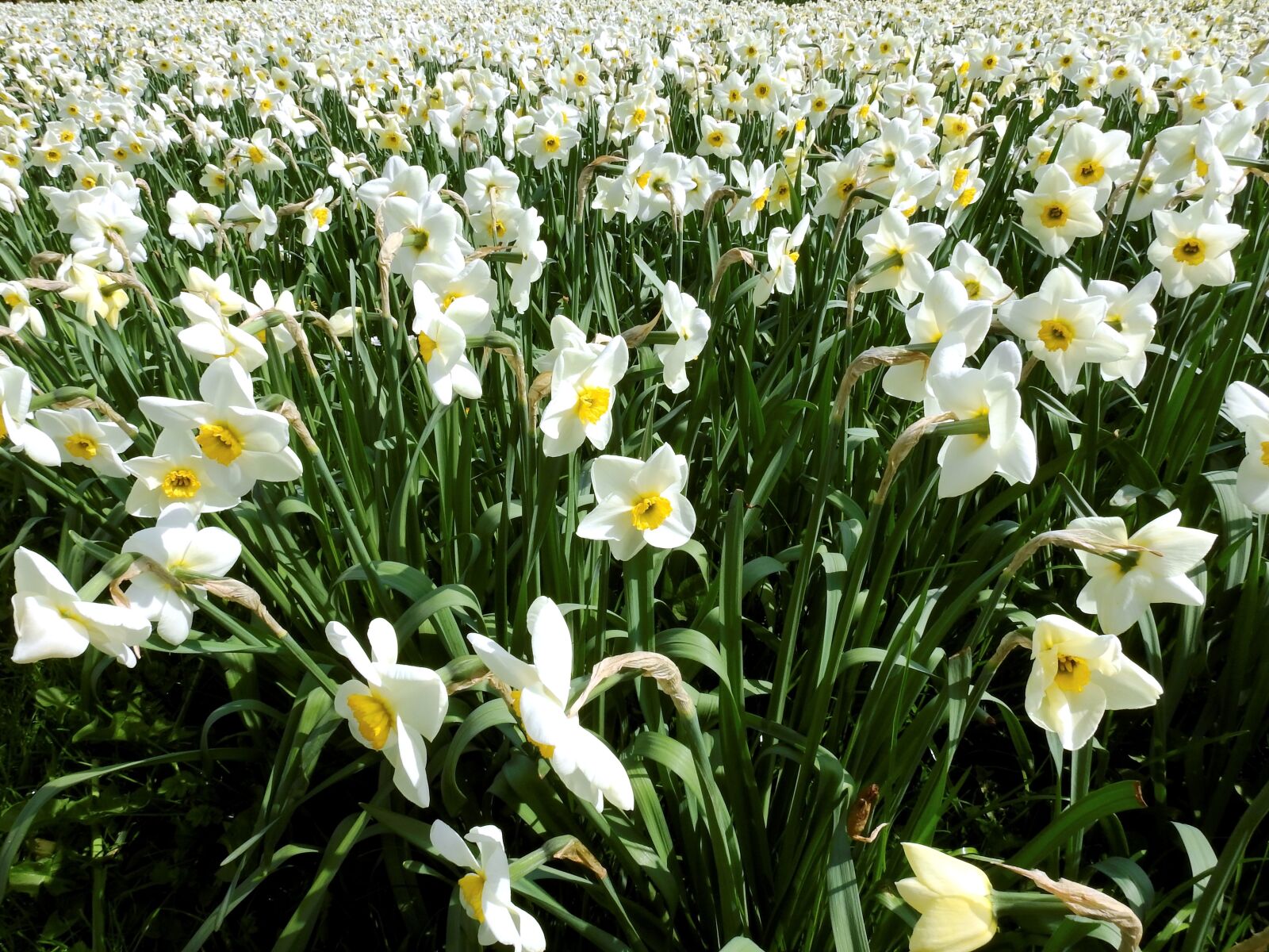 Nikon Coolpix P900 sample photo. Narcissus, flower, spring photography