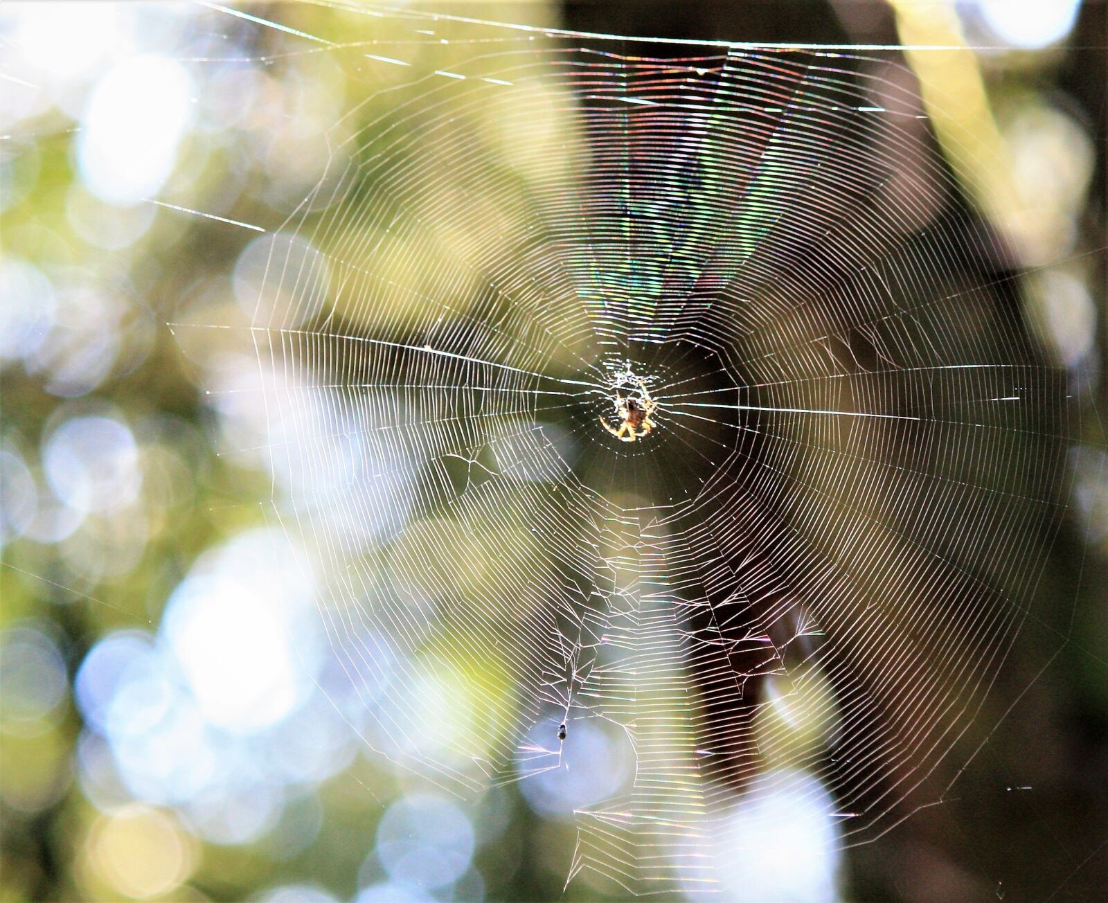 Canon EOS 450D (EOS Rebel XSi / EOS Kiss X2) sample photo. Spin, spider web, cobweb photography
