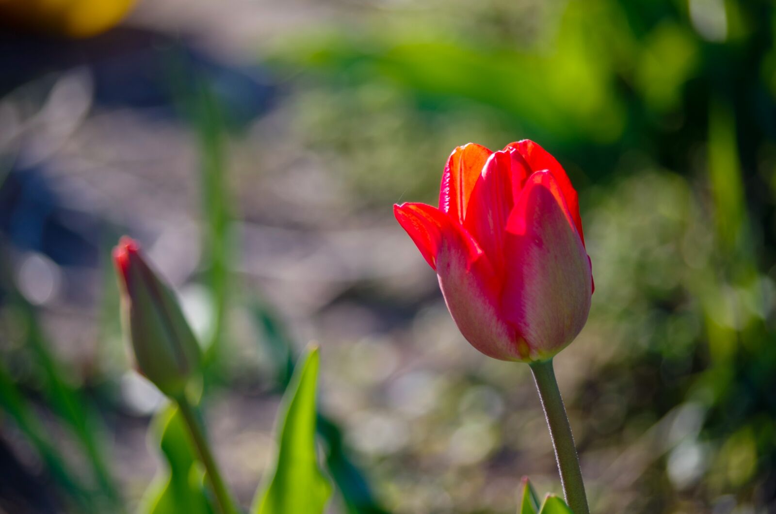 Pentax K-50 sample photo. Tulip, spring, flower photography