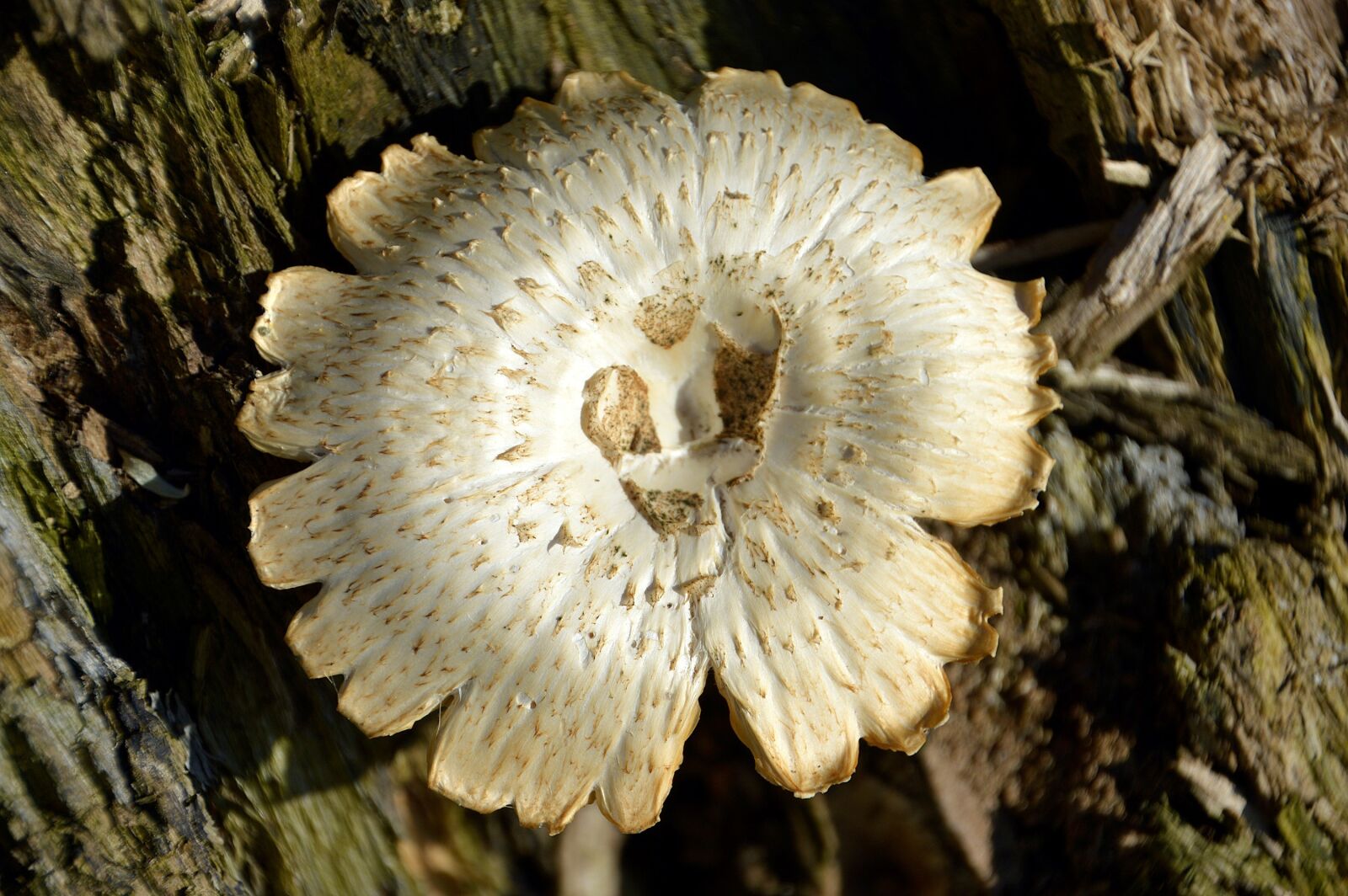 Nikon D3200 sample photo. Fungus, form, wood photography