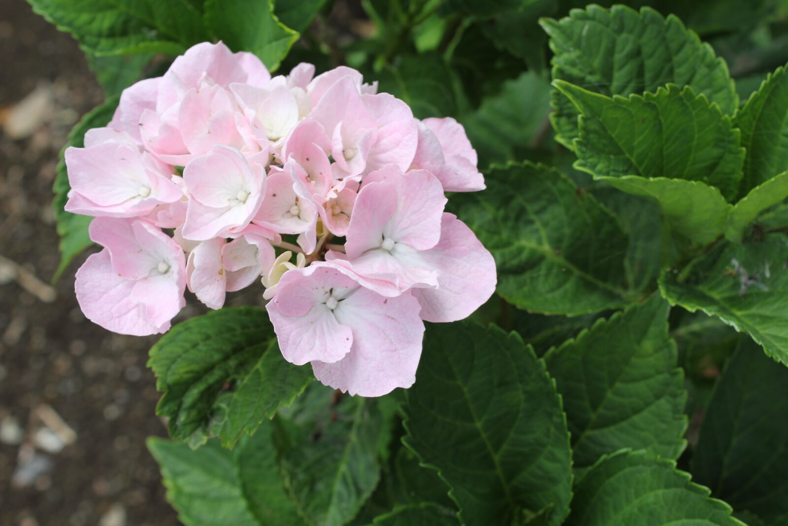 Canon EOS 550D (EOS Rebel T2i / EOS Kiss X4) sample photo. Hydrangea, pink hydrangea, june photography