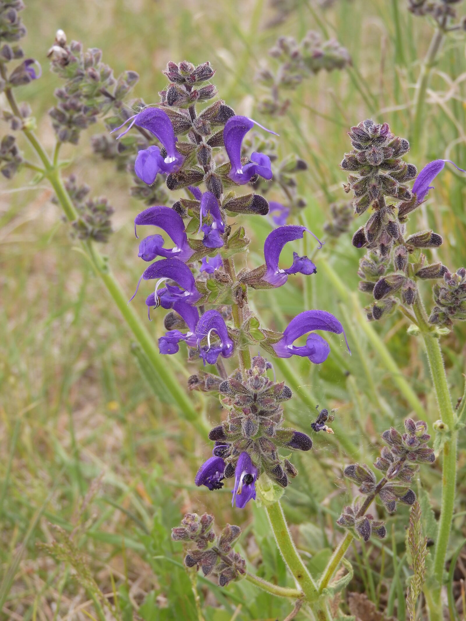 Nikon Coolpix P610 sample photo. Sage, flowers, wild photography
