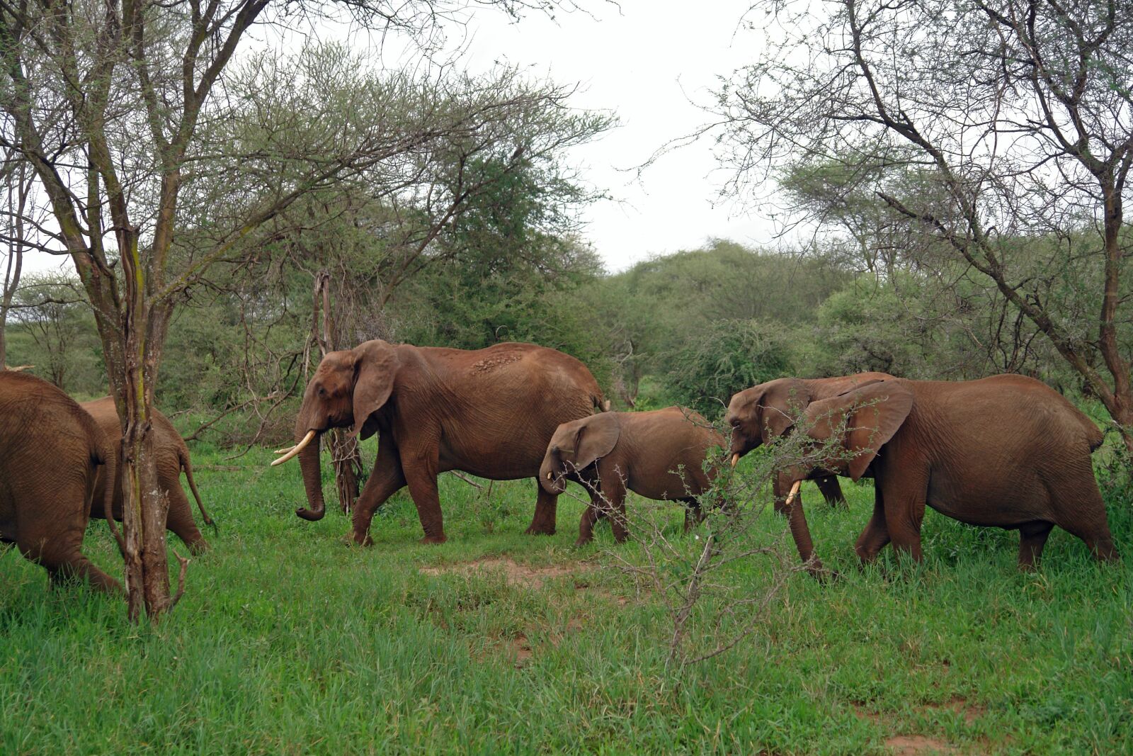 Sony DSC-R1 sample photo. Africa, tanzania, elephant photography