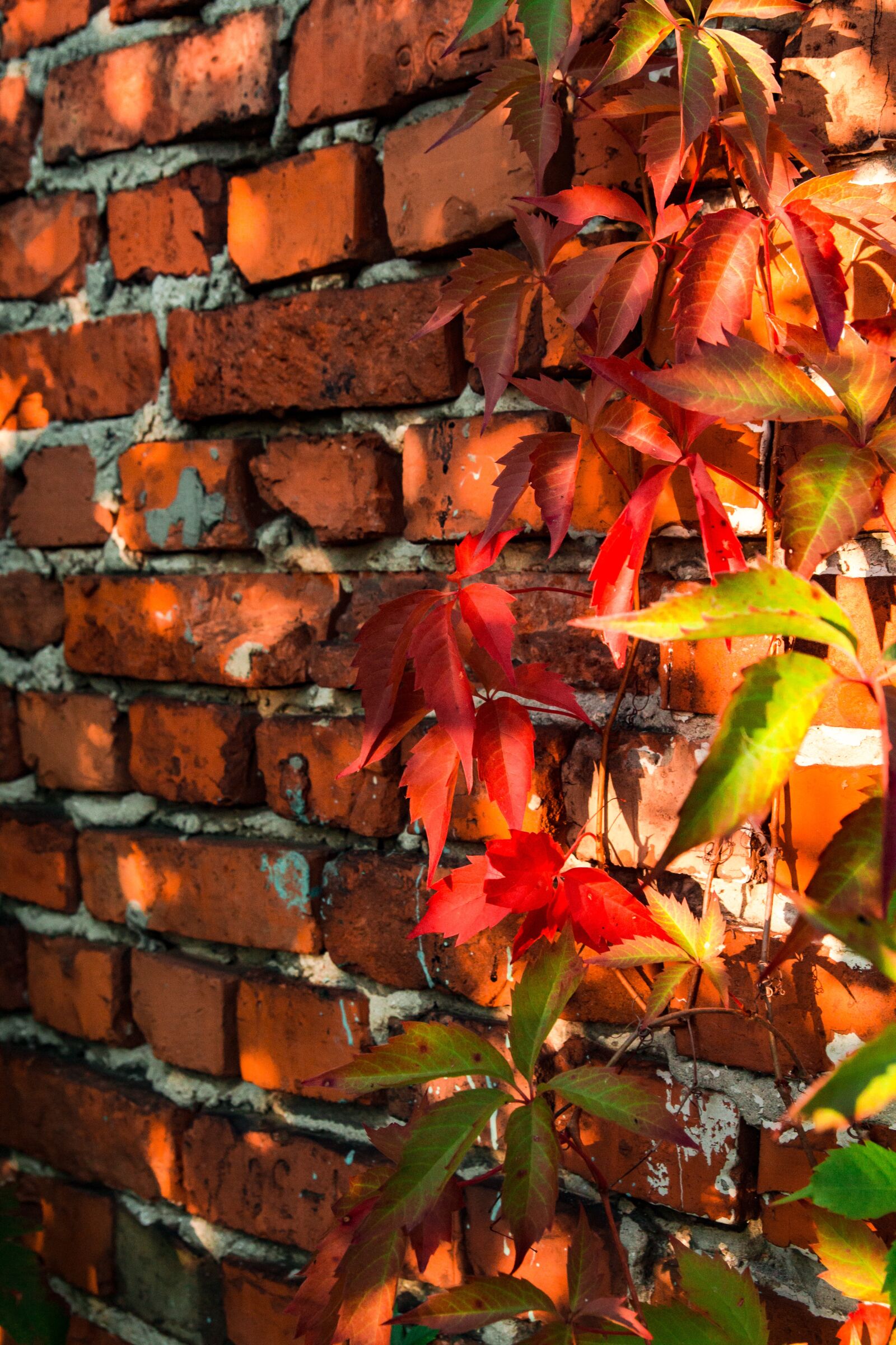 Canon EOS 700D (EOS Rebel T5i / EOS Kiss X7i) sample photo. Autumn, foliage, colorful photography