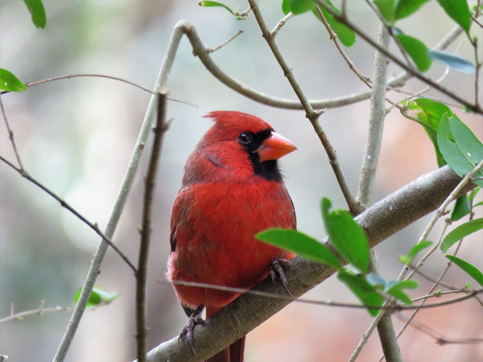 Canon PowerShot SX60 HS sample photo. Bird, nature, outdoors photography