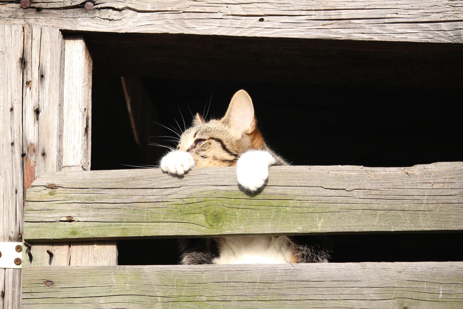 Canon EOS 100D (EOS Rebel SL1 / EOS Kiss X7) sample photo. Cat, kitten, young cat photography