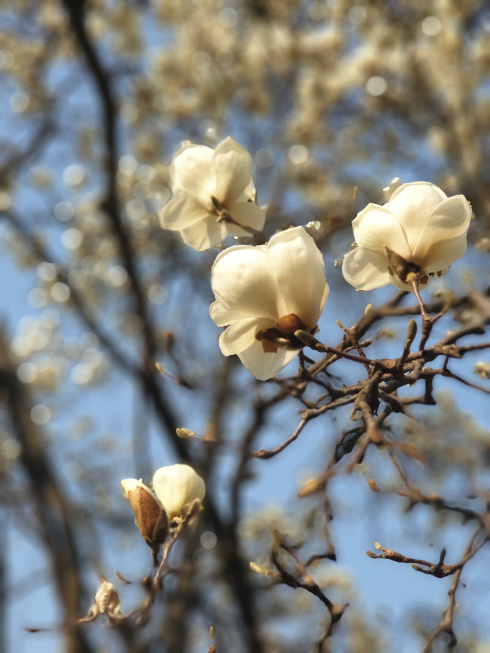 Samsung Galaxy Note9 sample photo. Nature, plants, spring photography