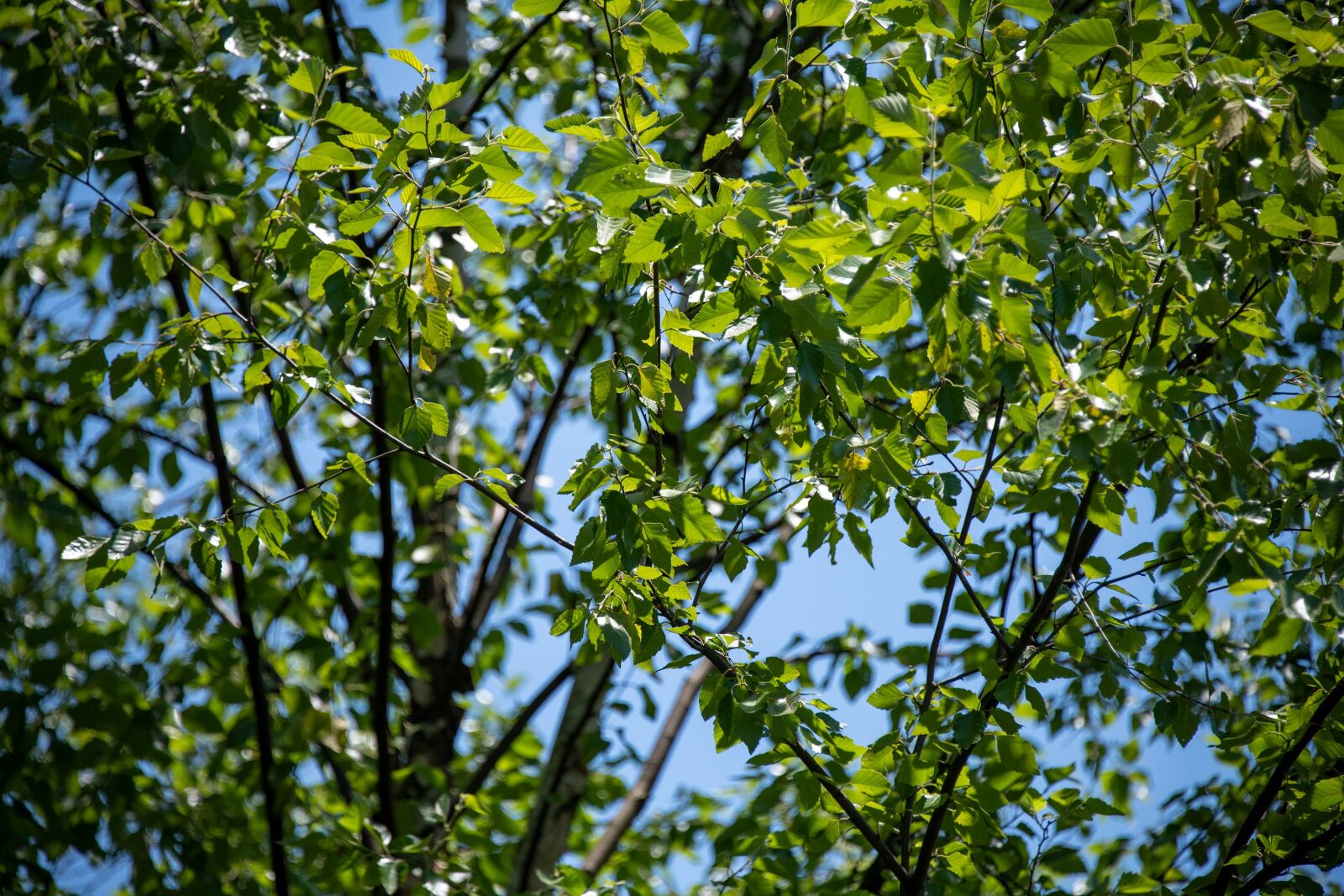 Nikon D850 sample photo. Leaves, tree, leaf photography