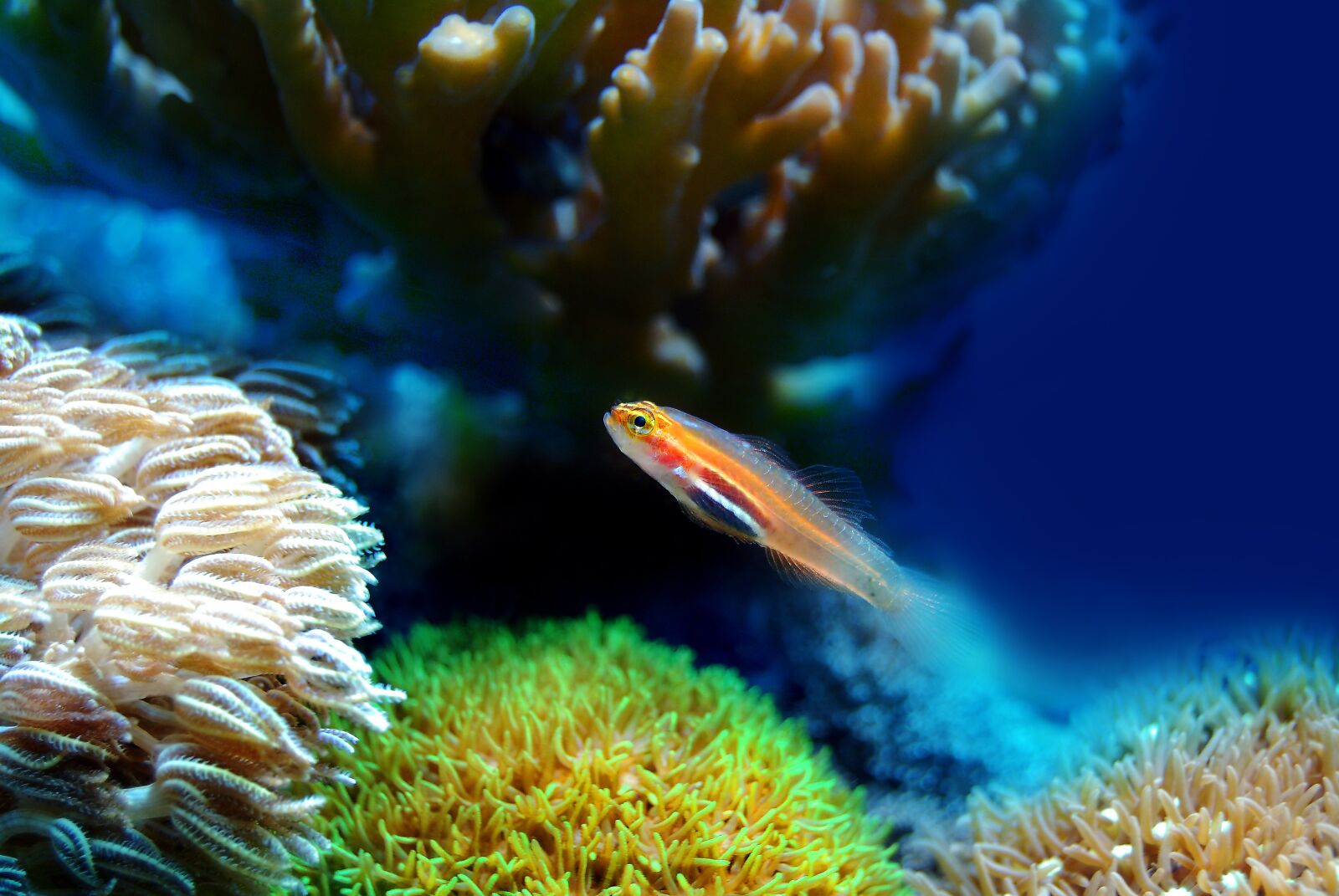 Nikon D40X sample photo. Fish, coral, sea photography
