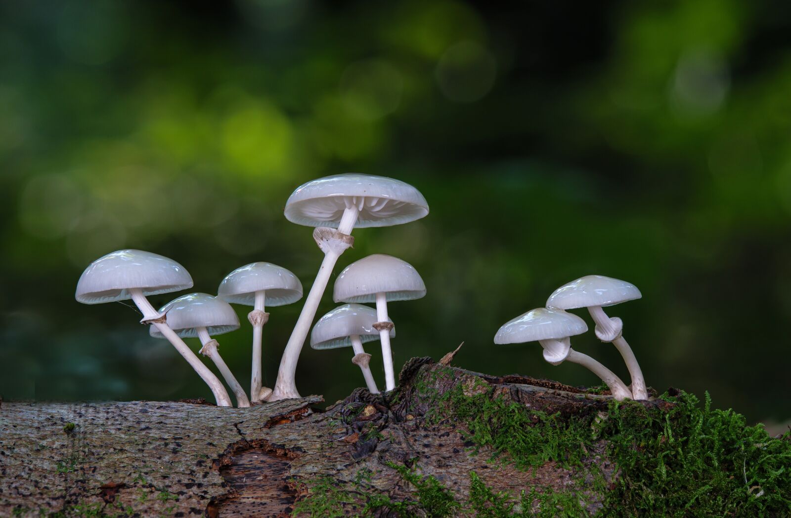 Panasonic Lumix DC-G9 sample photo. Mushrooms, wild mushrooms, book photography