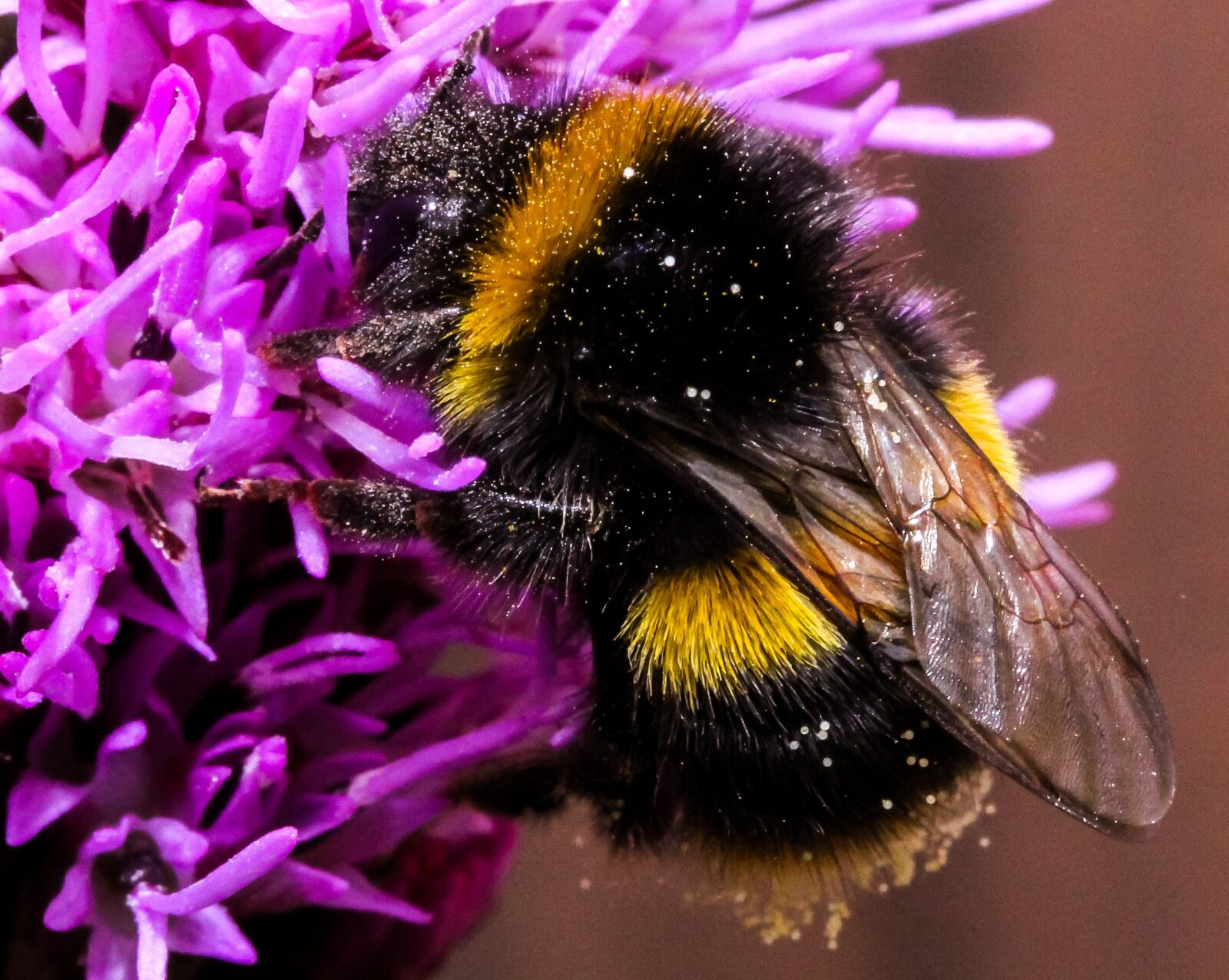 Canon EF-S 60mm F2.8 Macro USM sample photo. Bee, insect, nature photography