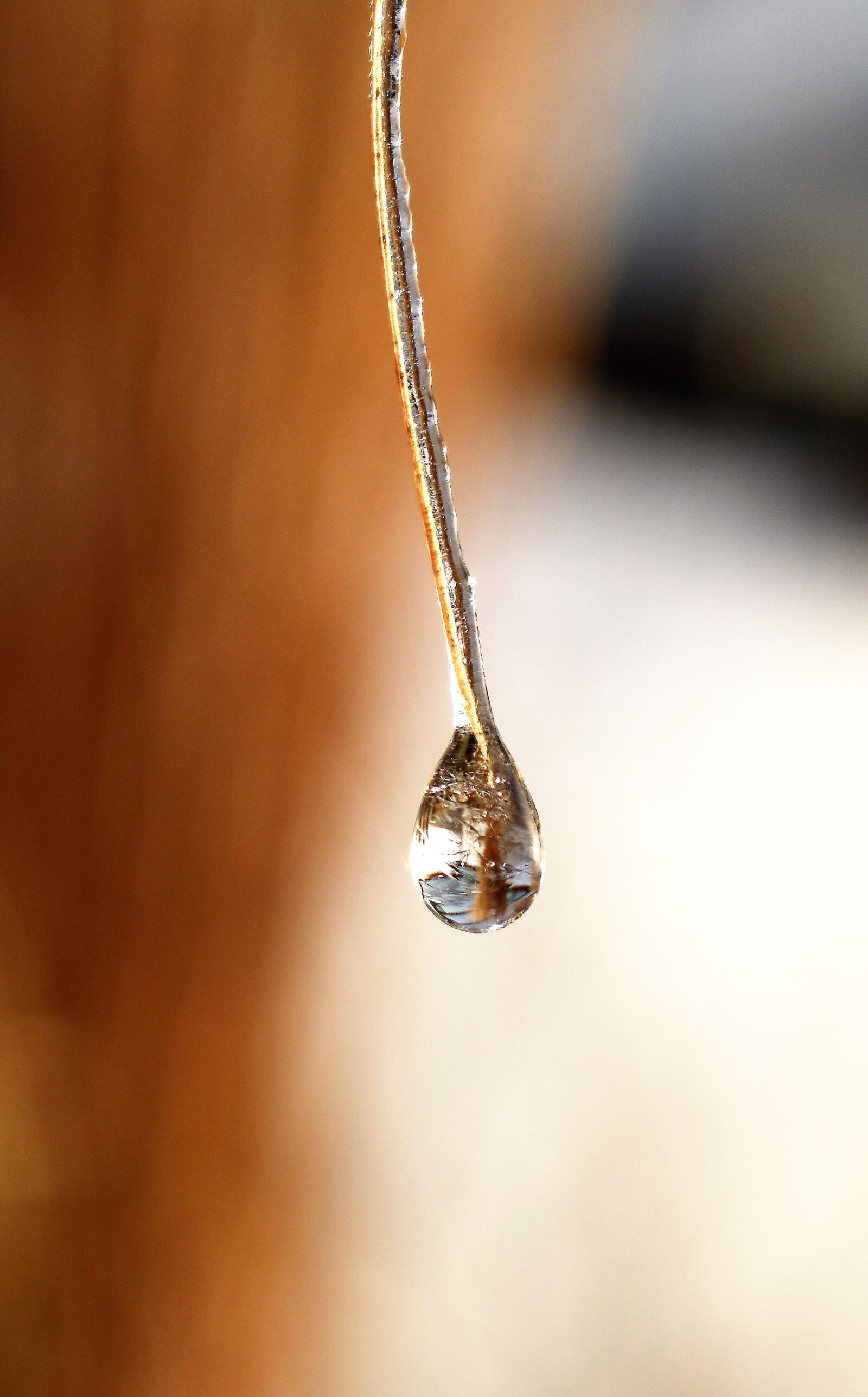 Nikon D5500 sample photo. Drip, dew, dewdrop photography