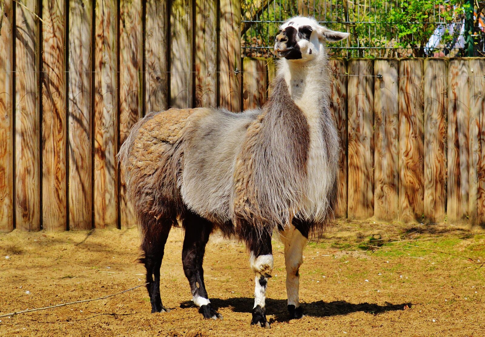 Nikon D3200 sample photo. Lama, animal, fur photography