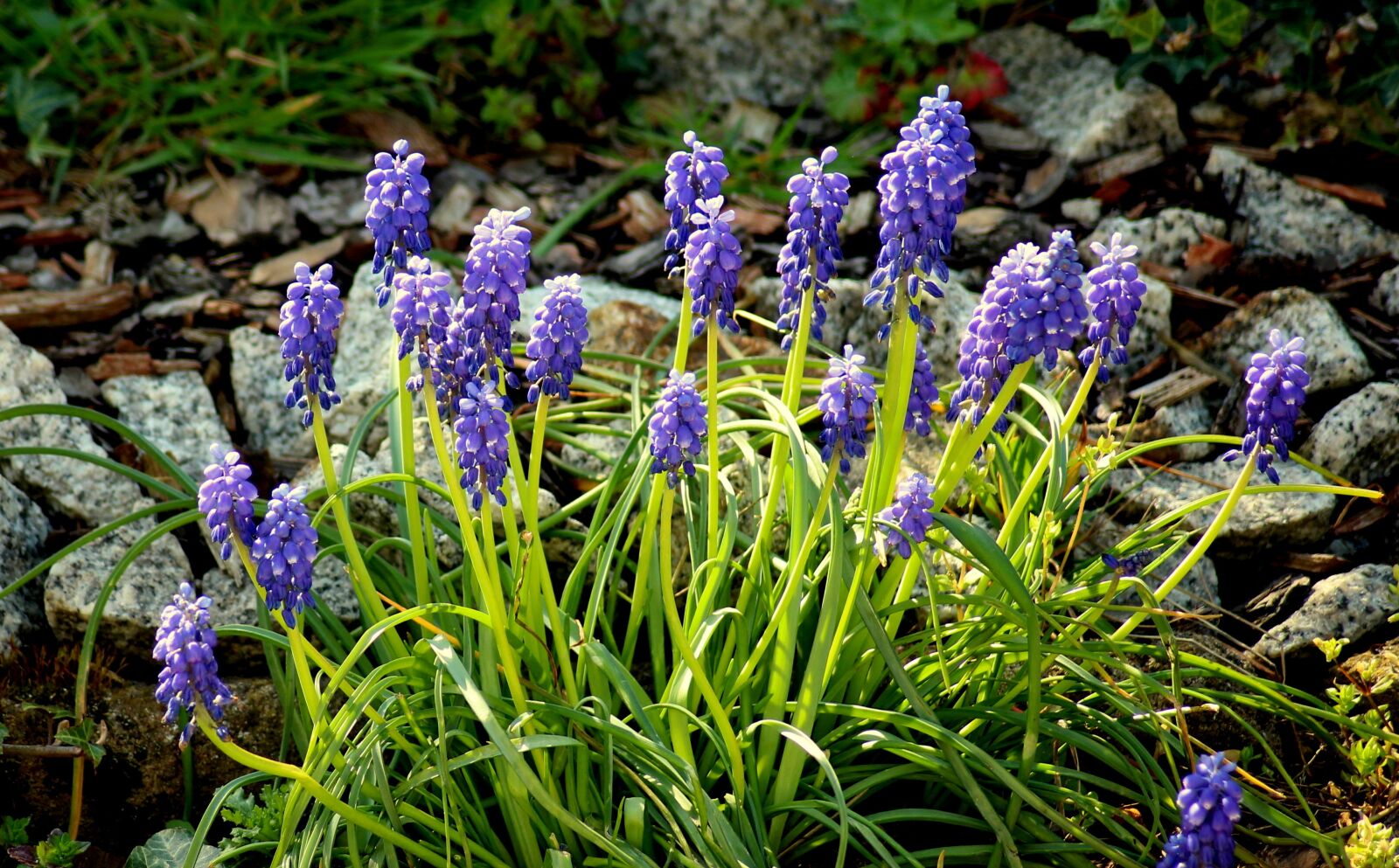Canon EOS 1200D (EOS Rebel T5 / EOS Kiss X70 / EOS Hi) sample photo. Grape hyacinths, flowers, spring photography