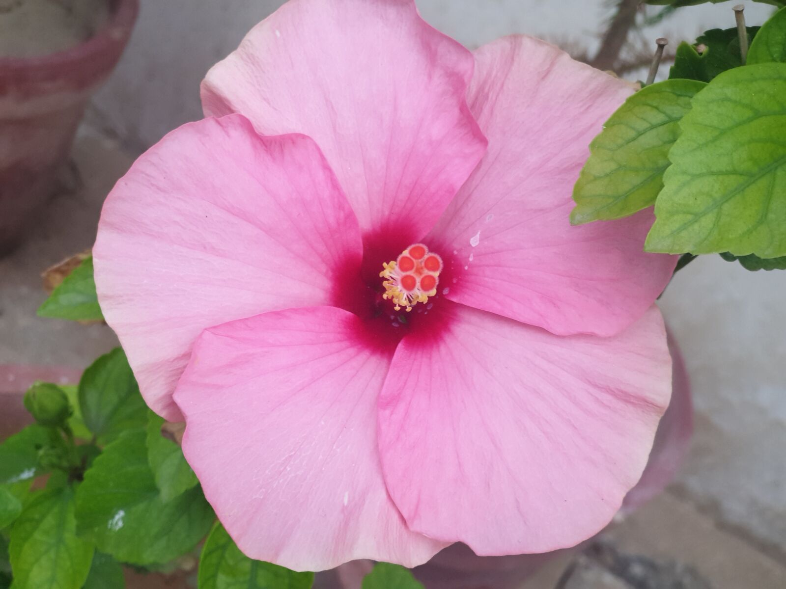 Samsung Galaxy Note9 sample photo. Flower, pink, nature photography
