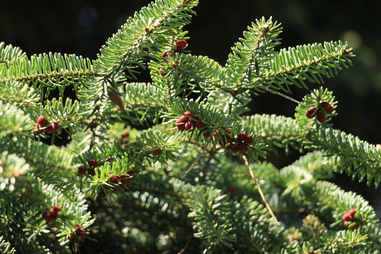 Canon EOS 700D (EOS Rebel T5i / EOS Kiss X7i) sample photo. Spruce, summer, nature photography