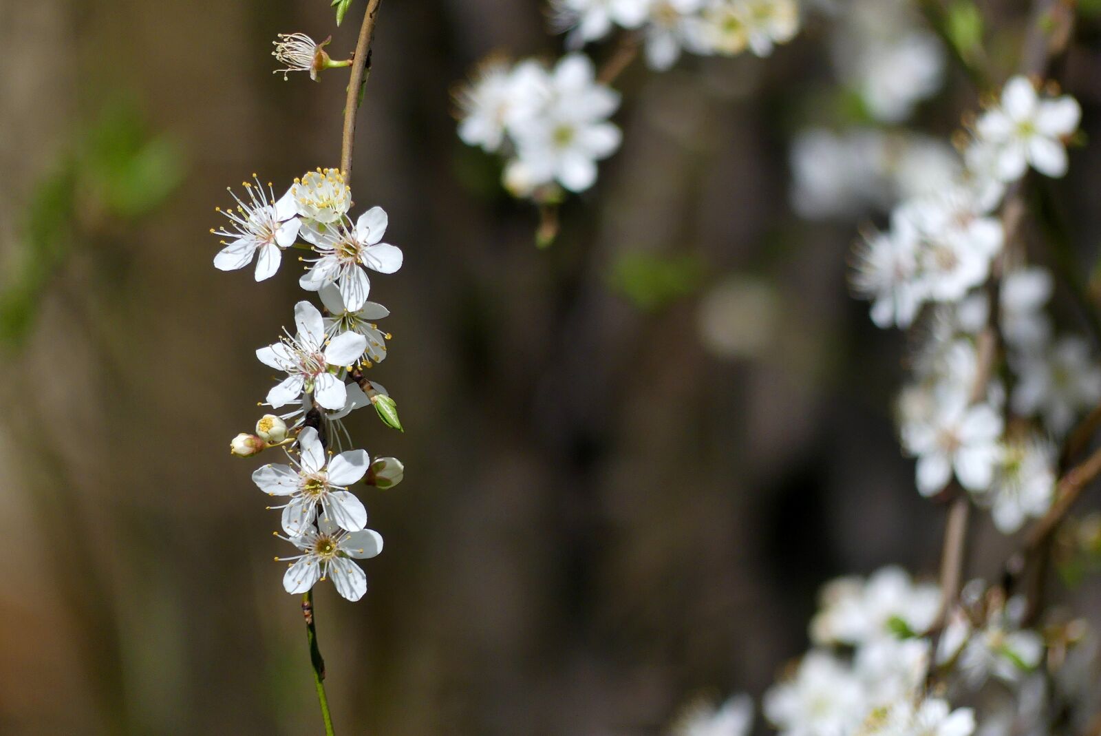 Panasonic Lumix DMC-FZ300 sample photo. Spring, flowers, flowering photography